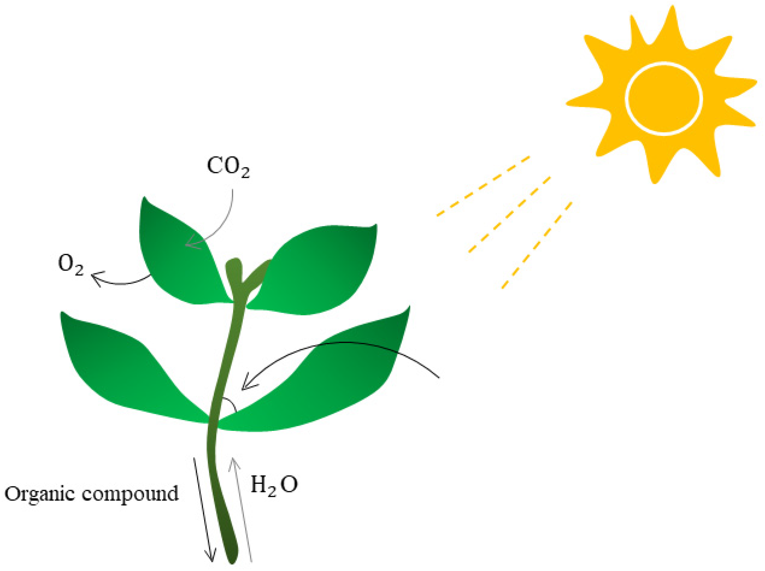 Plants 11 03118 g002