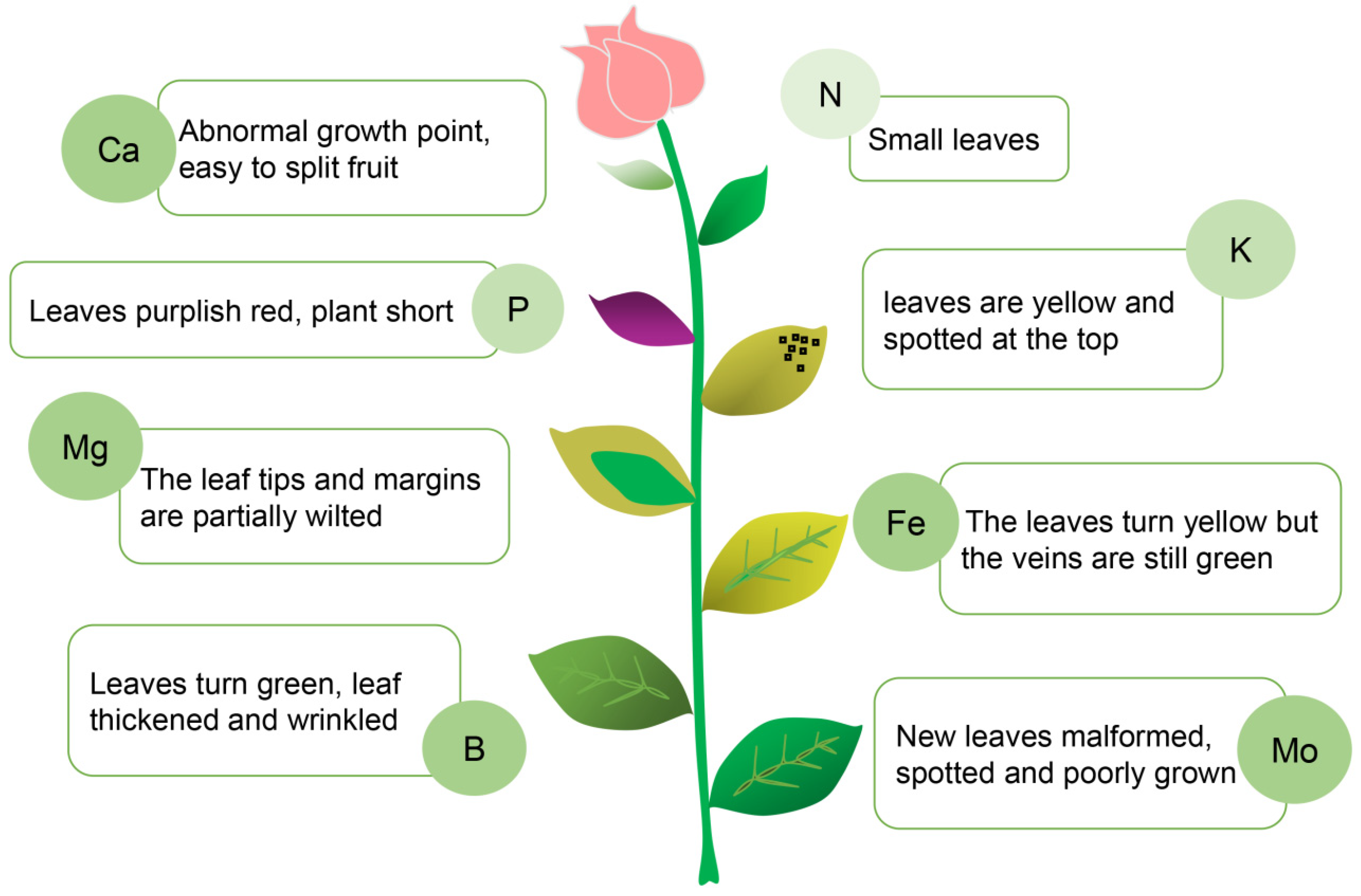 Plants 11 03118 g003