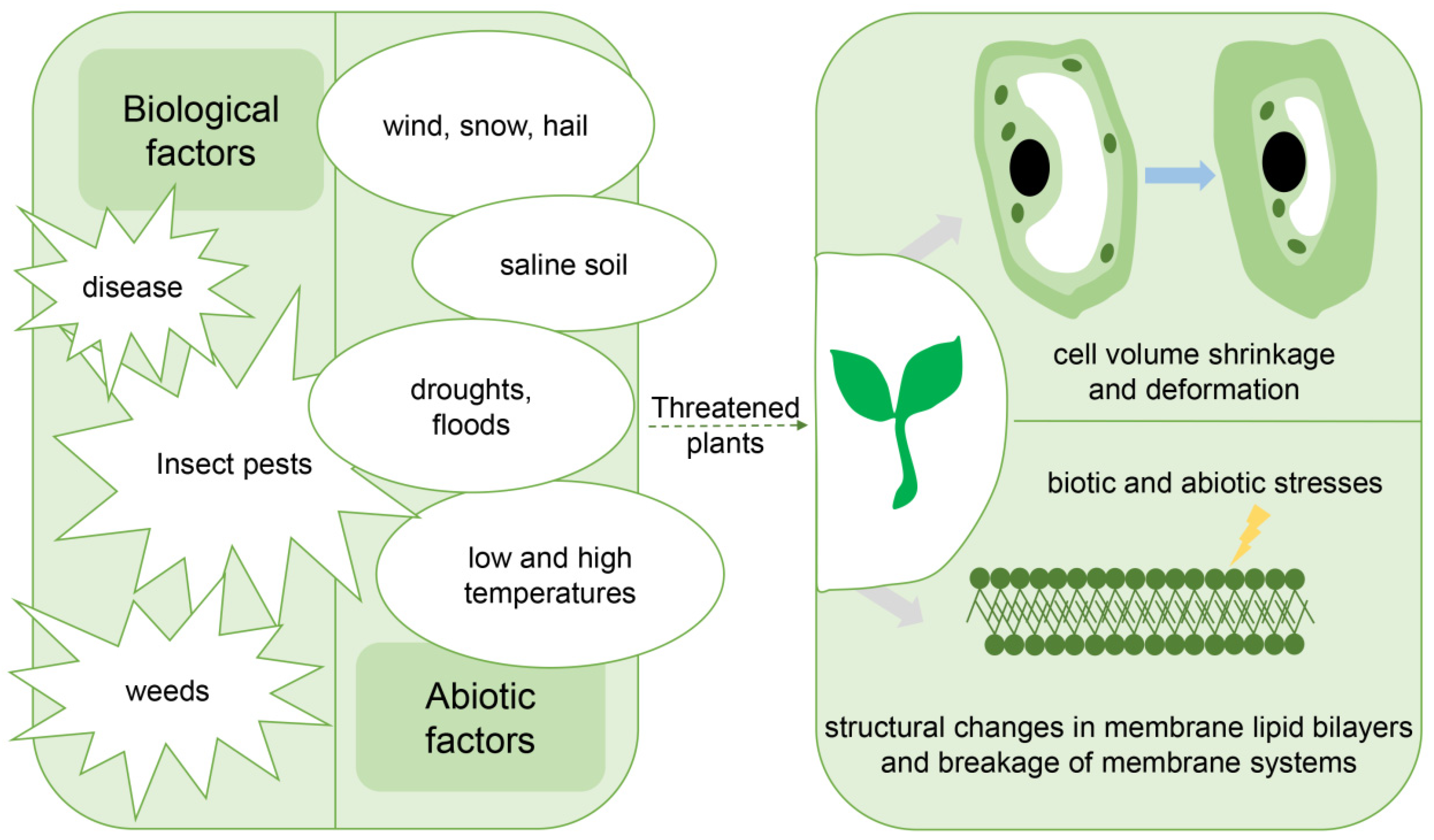Plants 11 03118 g004