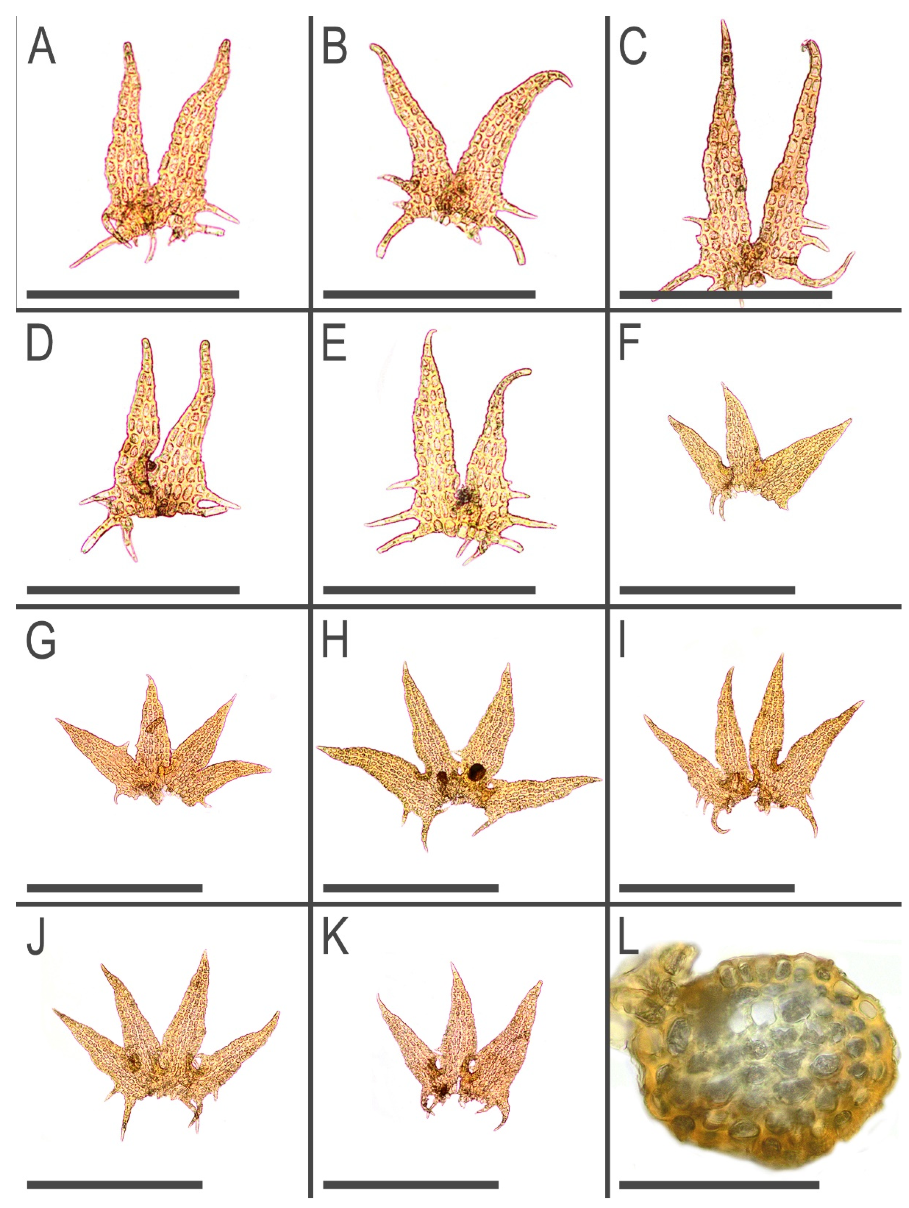 Plants 11 03121 g004