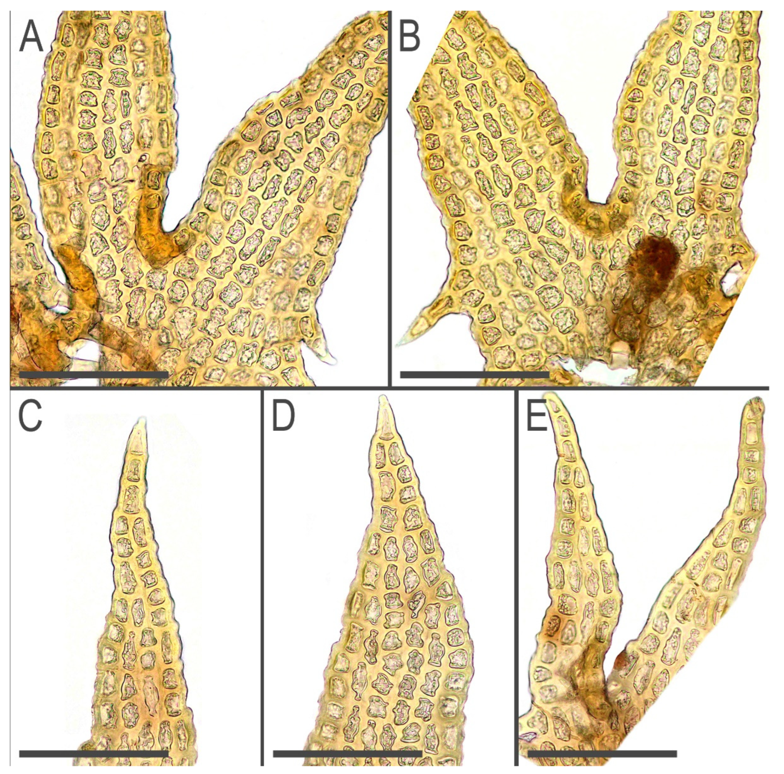 Plants 11 03121 g005