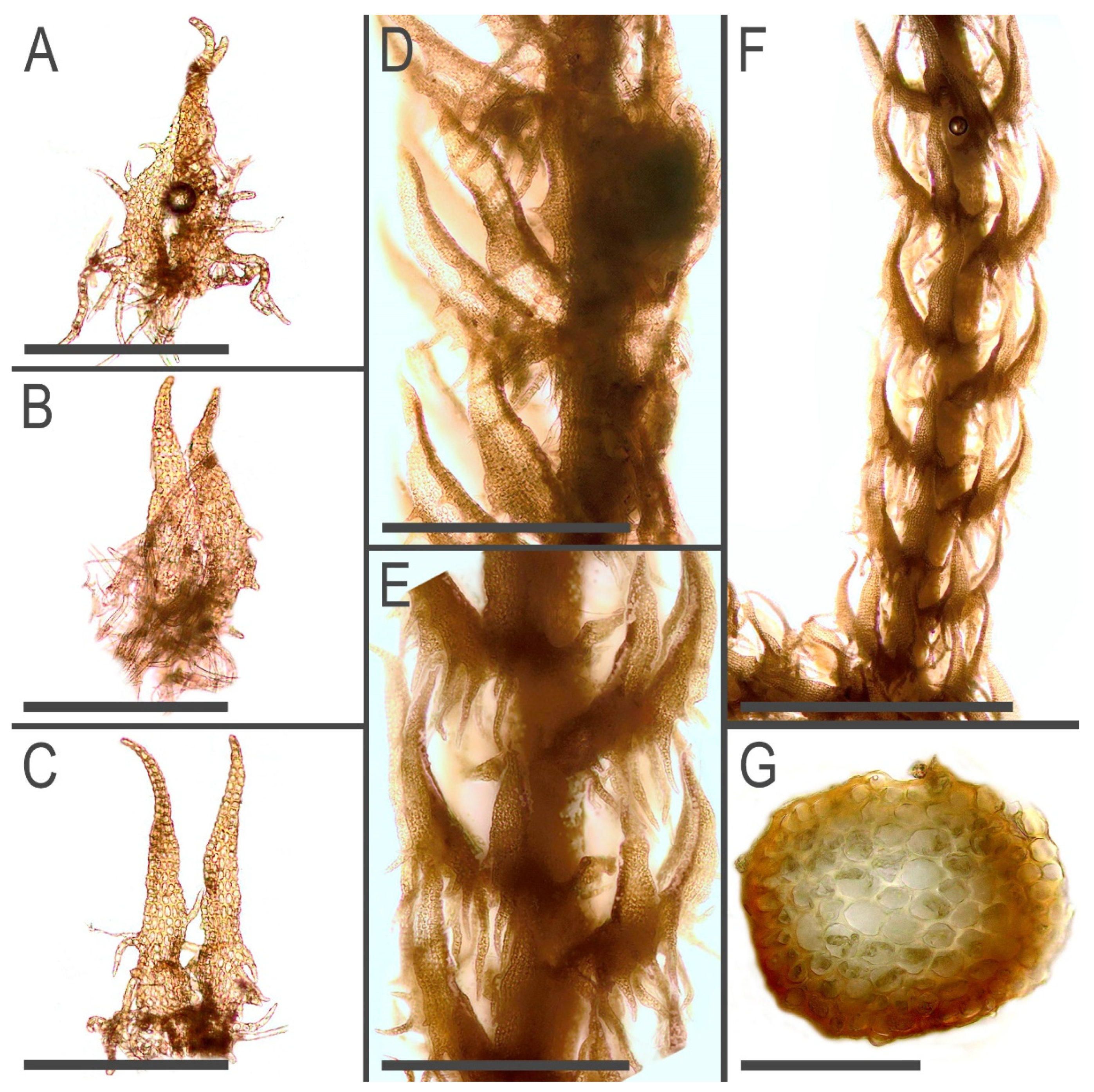 Plants 11 03121 g007