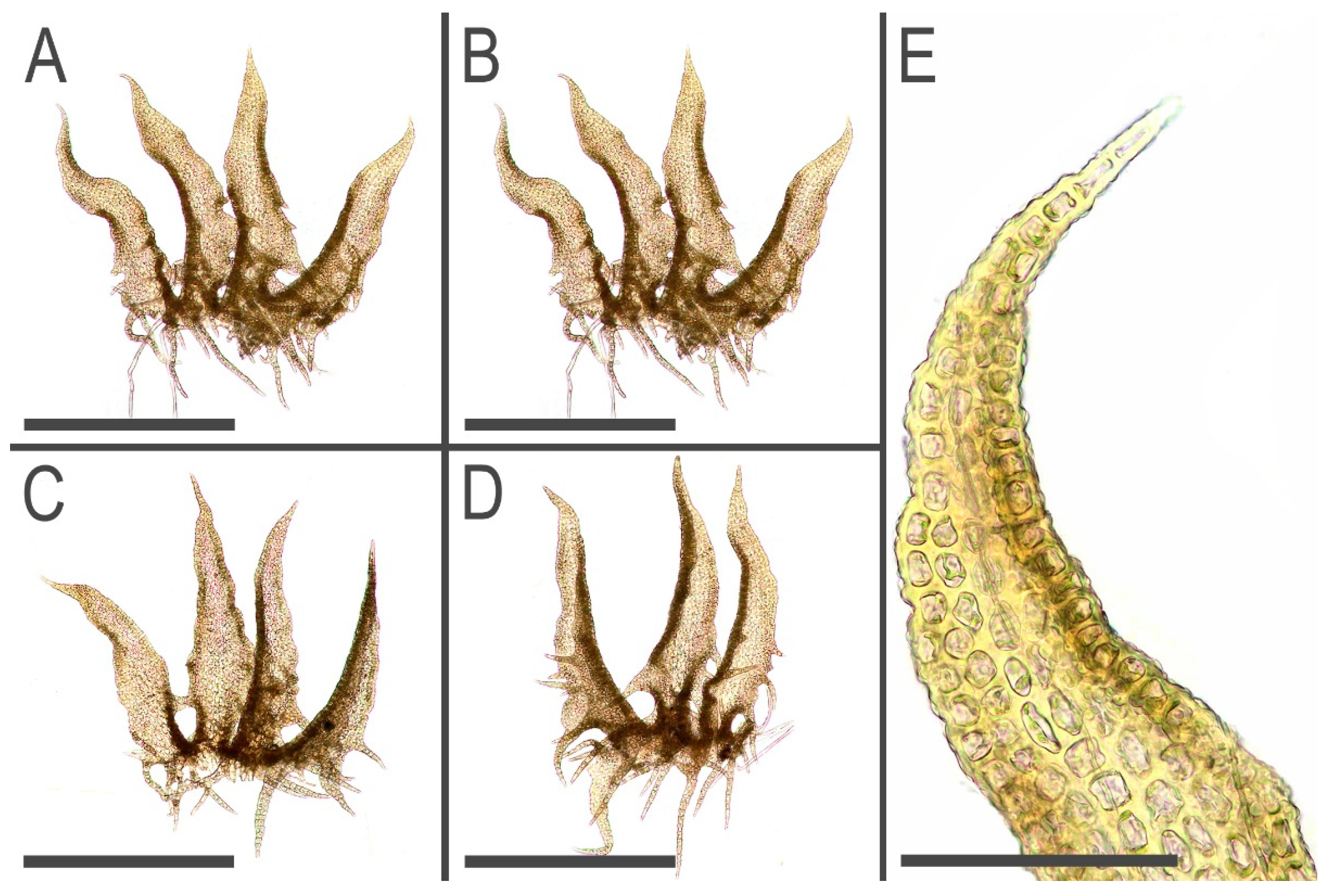 Plants 11 03121 g008