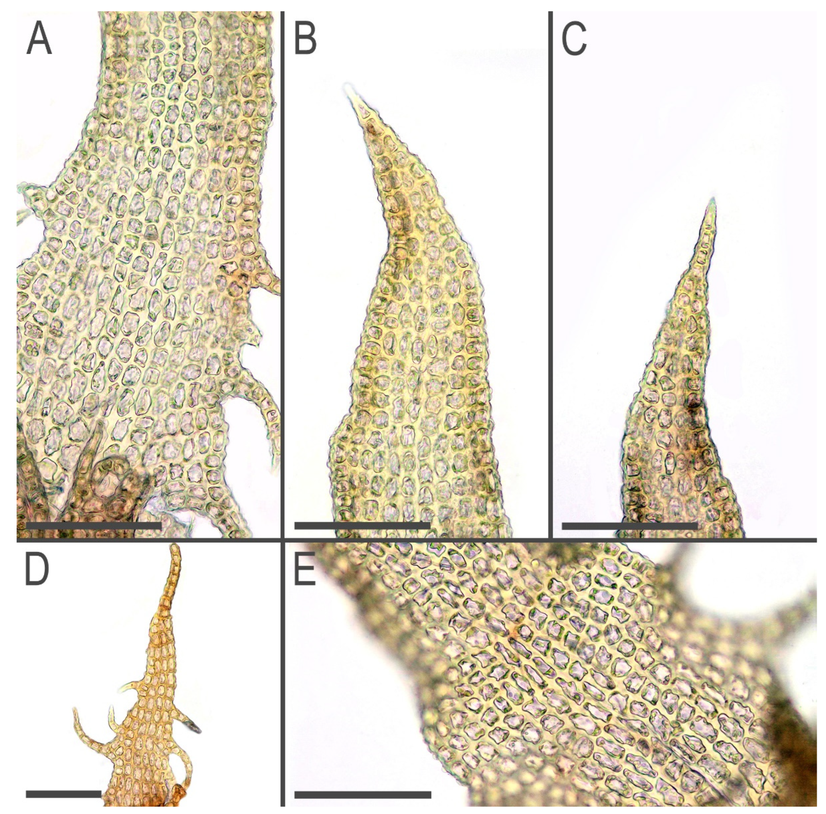 Plants 11 03121 g009