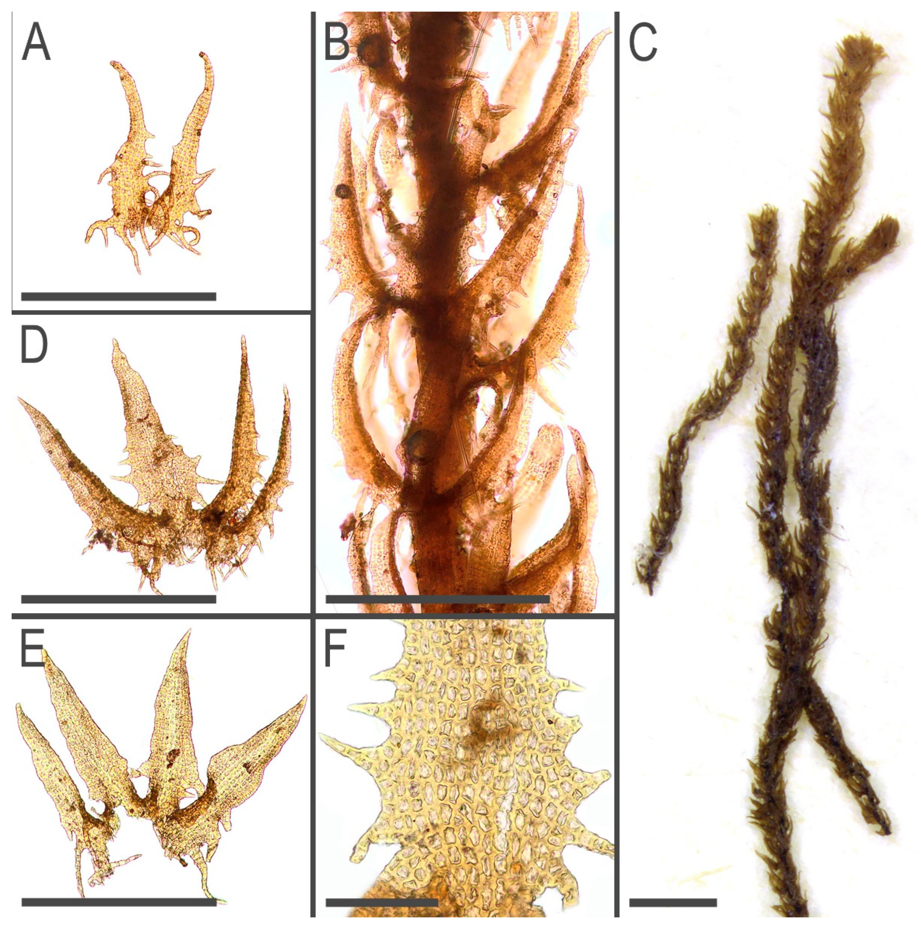 Plants 11 03121 g010