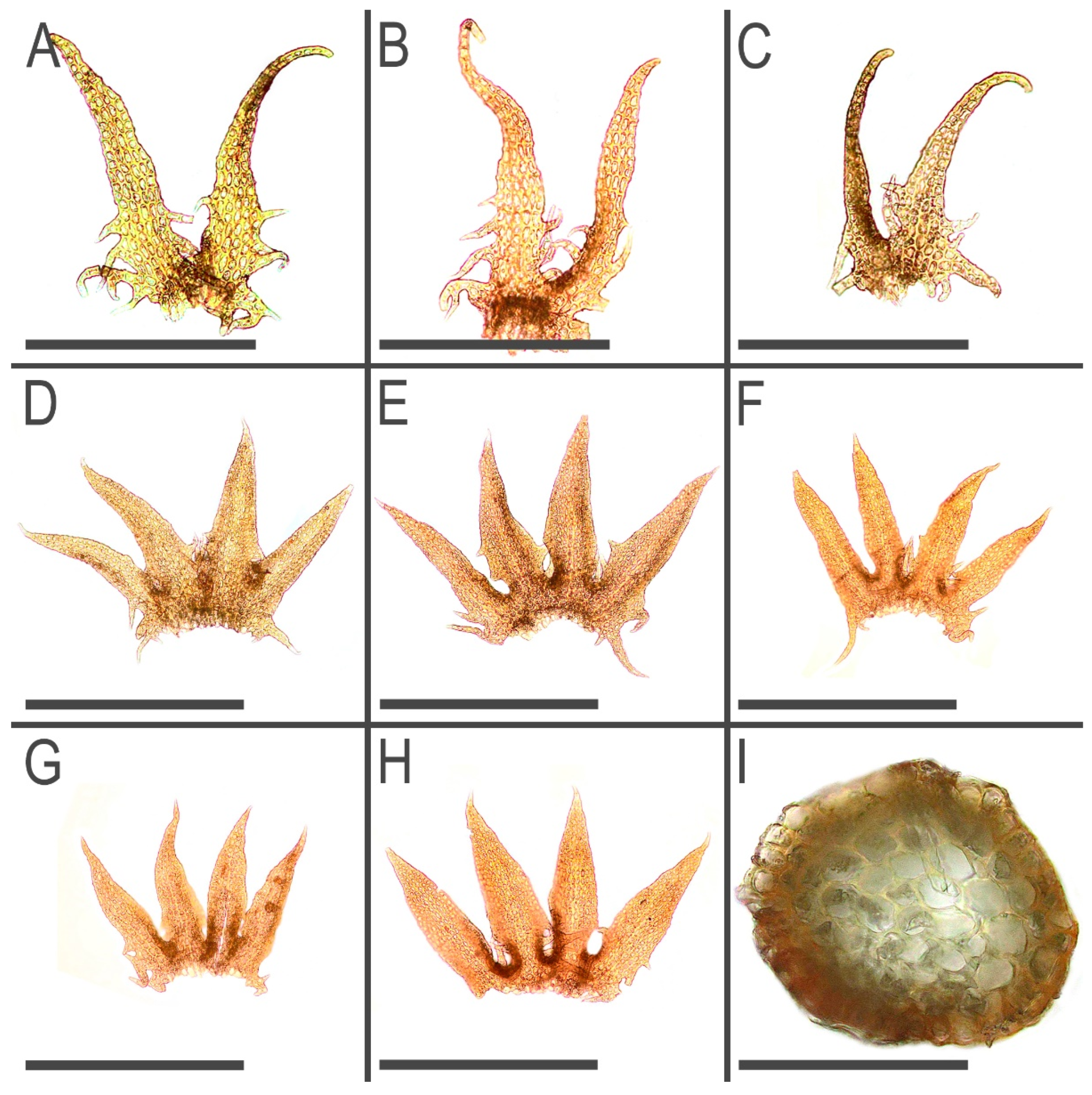 Plants 11 03121 g011