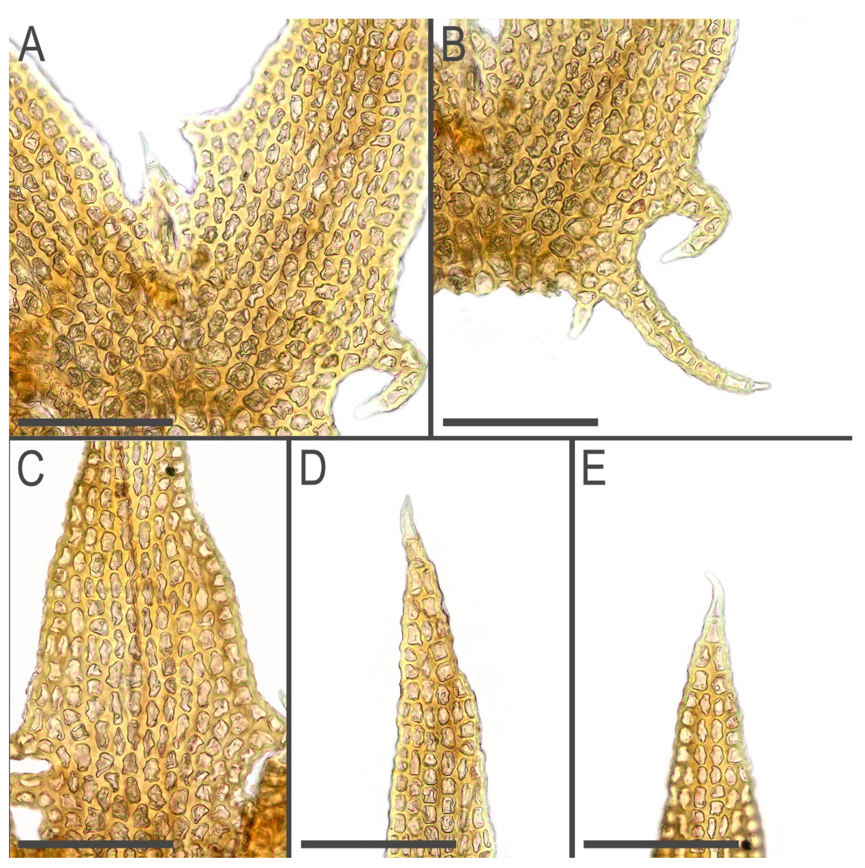 Plants 11 03121 g012