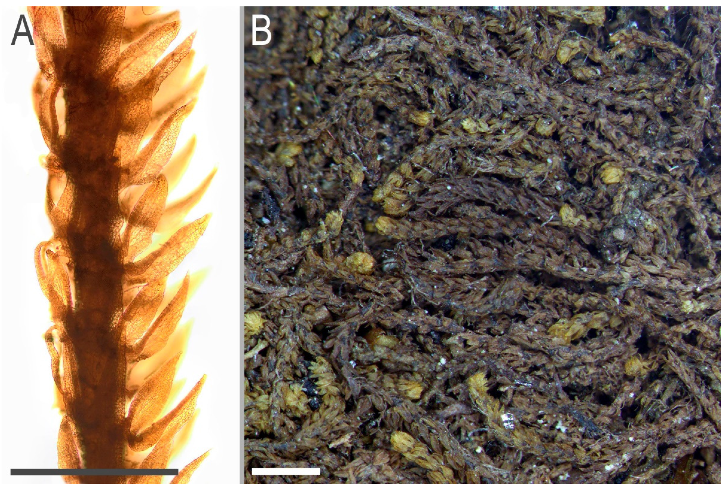 Plants 11 03121 g013