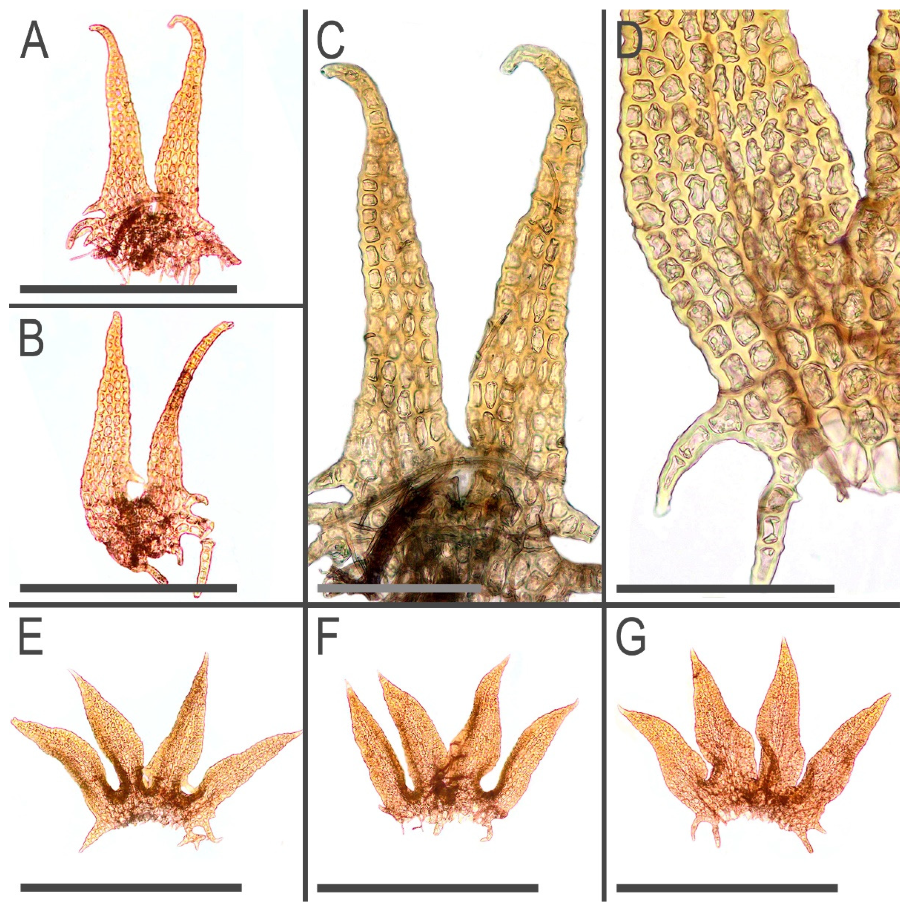 Plants 11 03121 g014