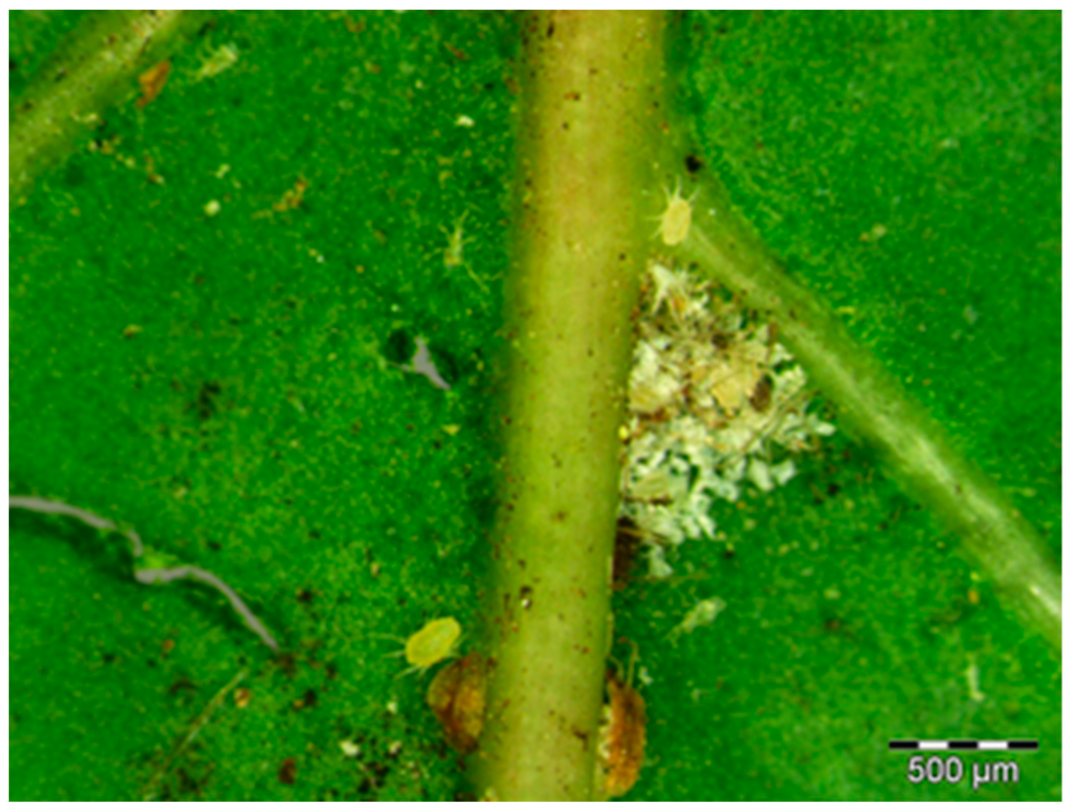 Plants 11 03126 g001 Plants 11 03126 g001