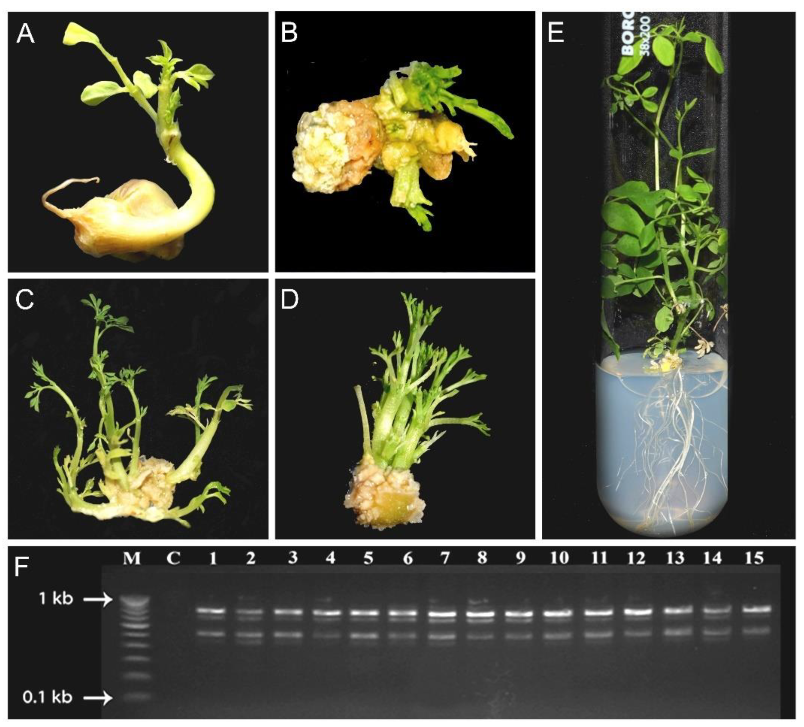 Plants 11 03132 g003
