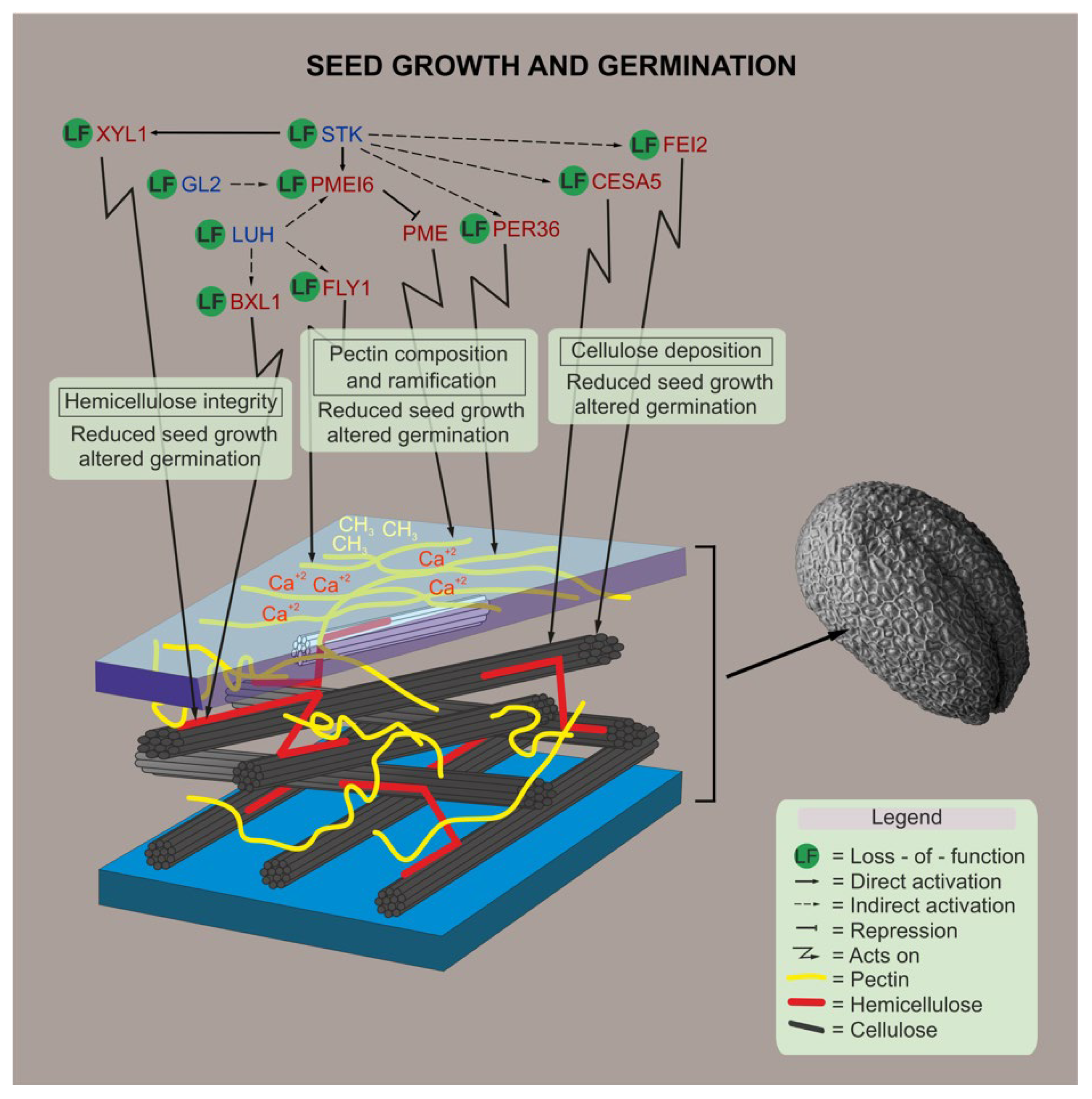 Plants 11 03146 g005
