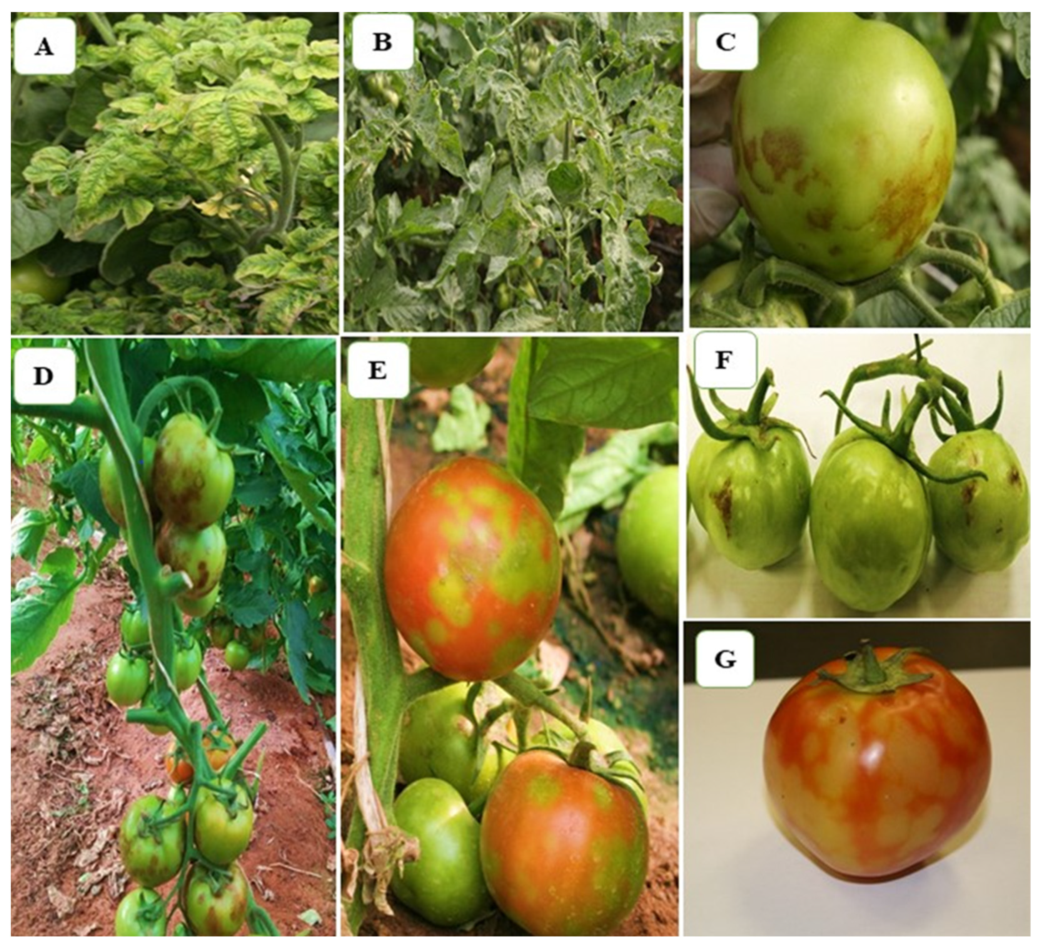 Plants 11 03157 g001 Plants 11 03157 g001