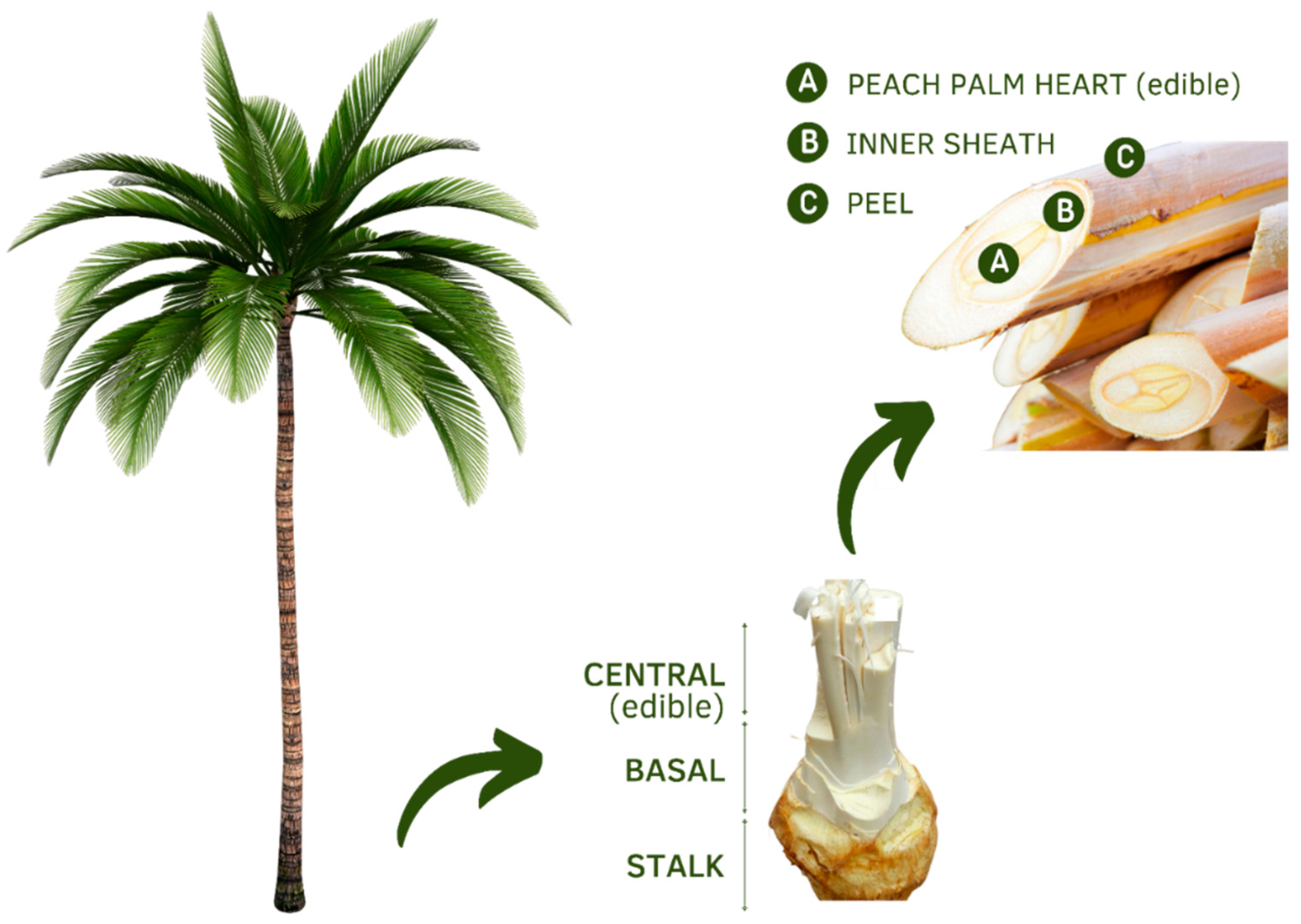 Plants 11 03175 g002