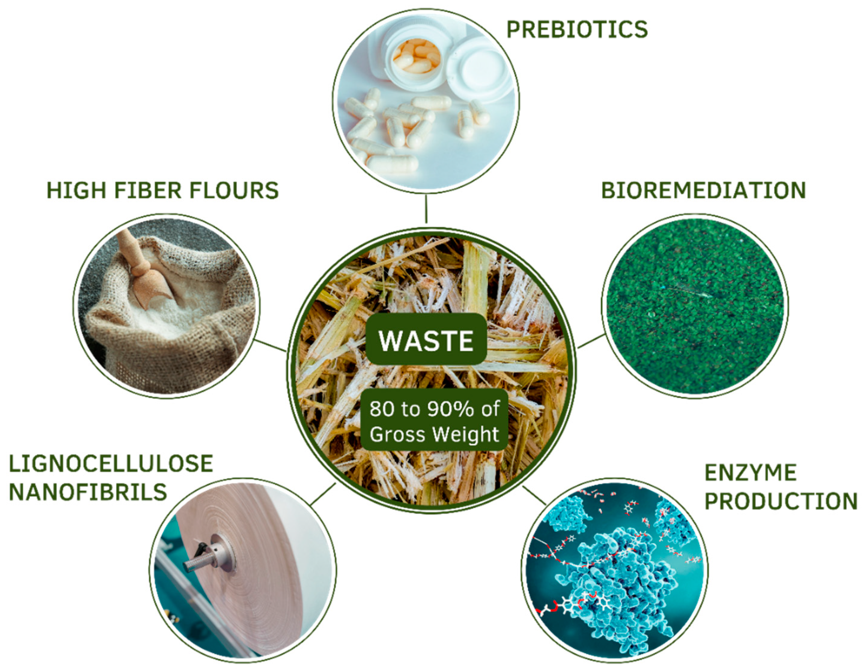 Plants 11 03175 g004