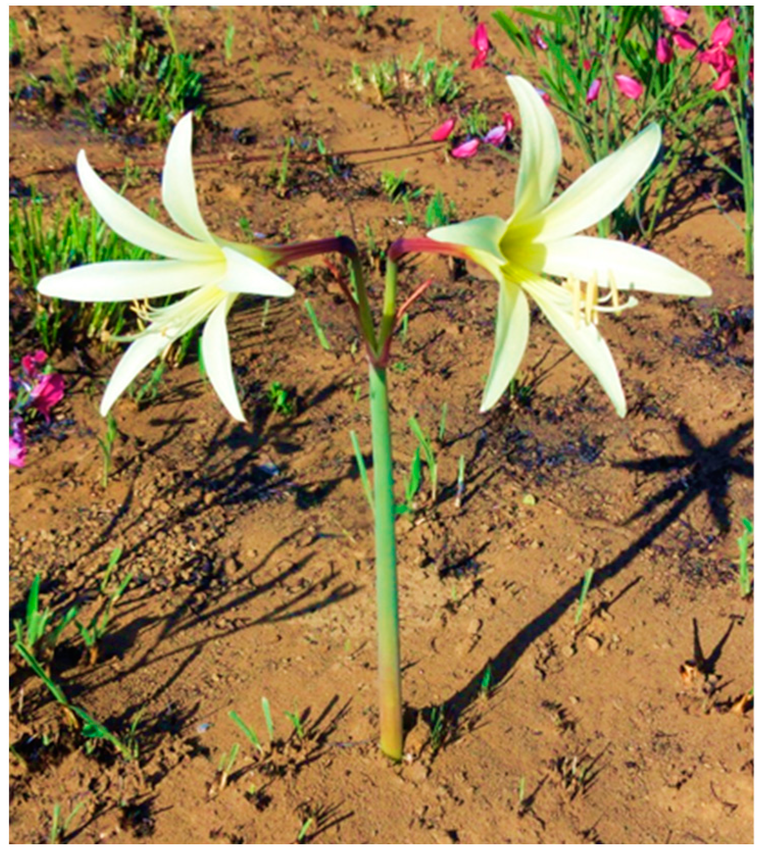 Plants 11 03179 g001 Plants 11 03179 g001