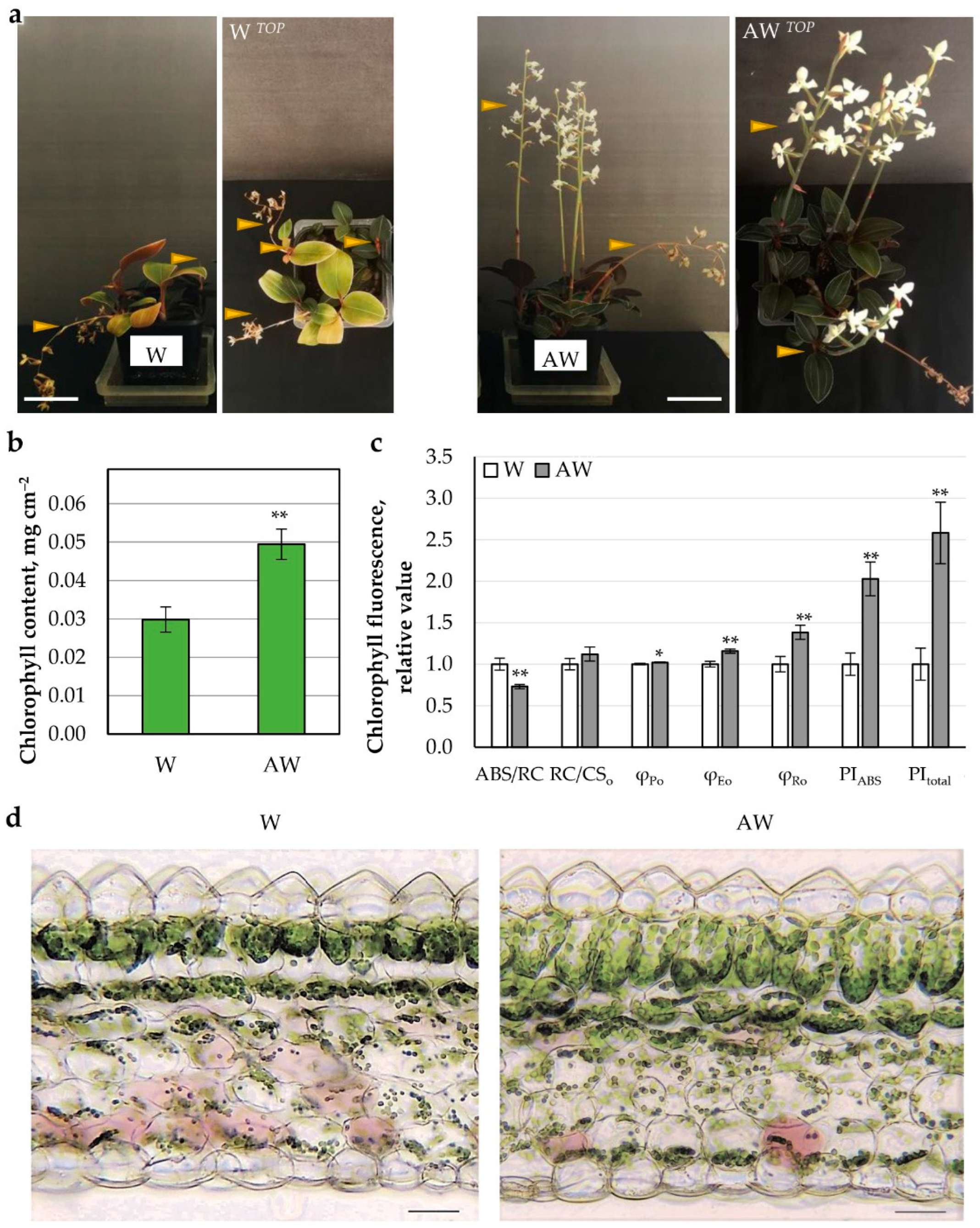 Plants 11 03181 g003