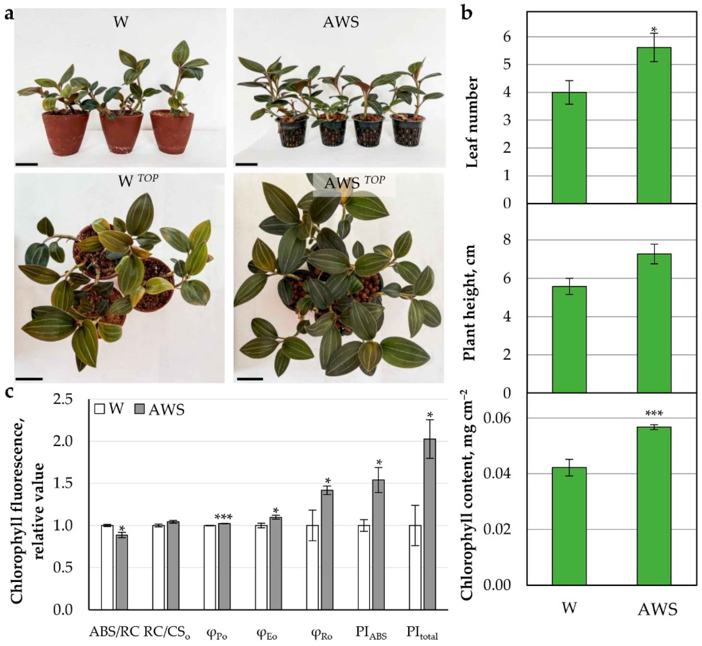 Plants 11 03181 g004