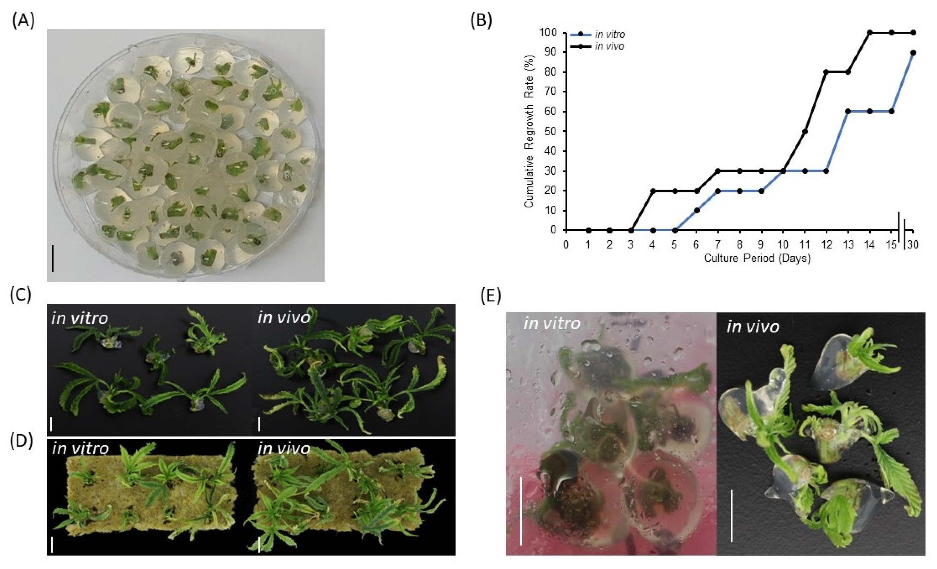 Plants 11 03186 g001