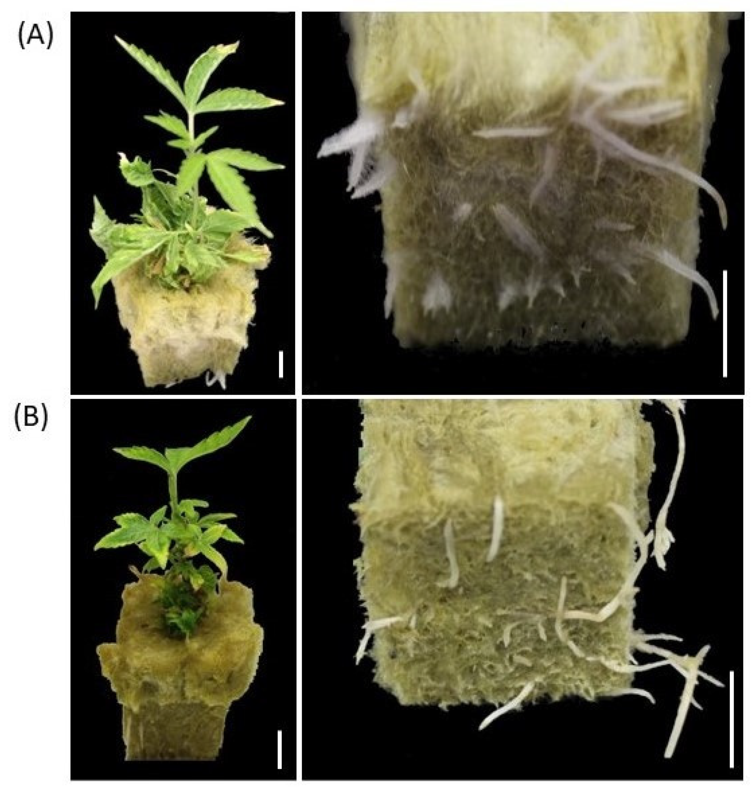 Plants 11 03186 g005