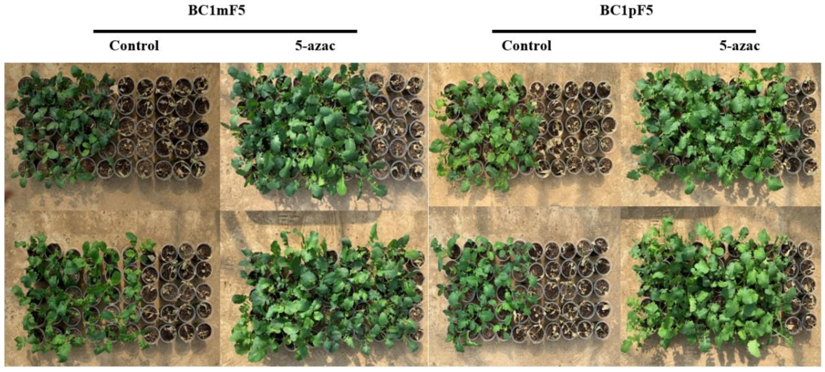 Plants 11 03187 g005