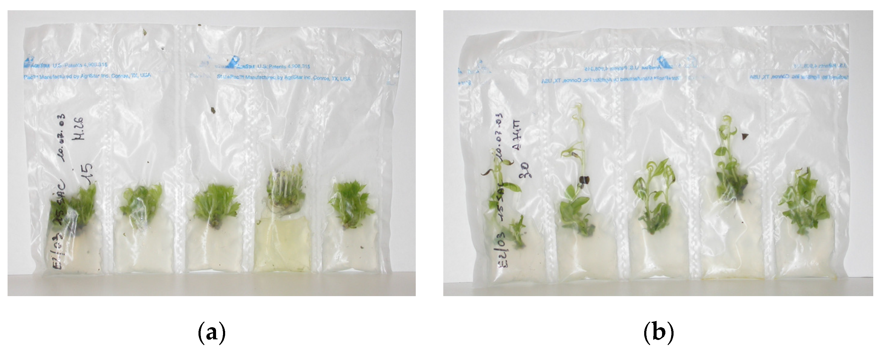 Plants 11 03188 g001 Plants 11 03188 g001