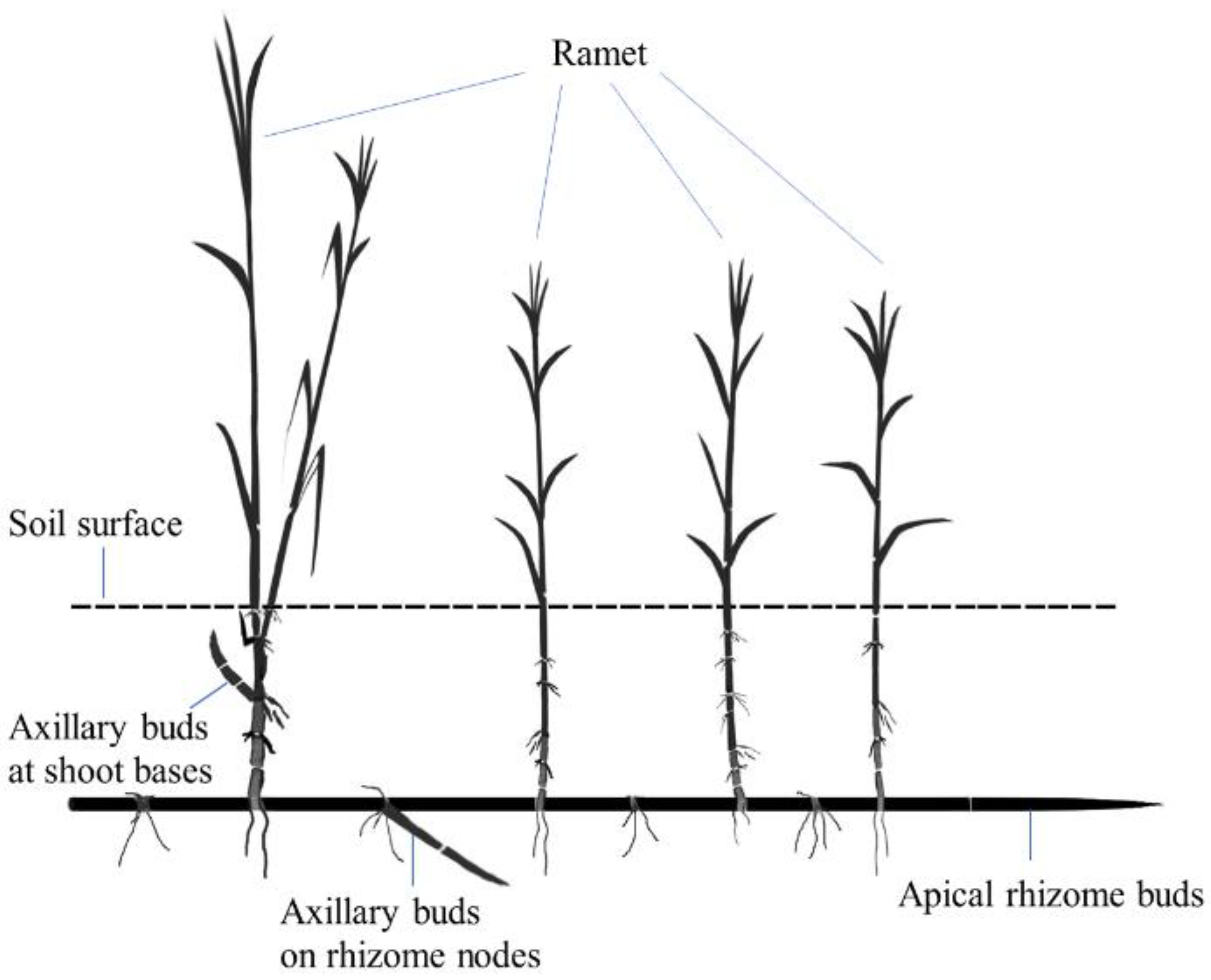 Plants 11 03191 g004