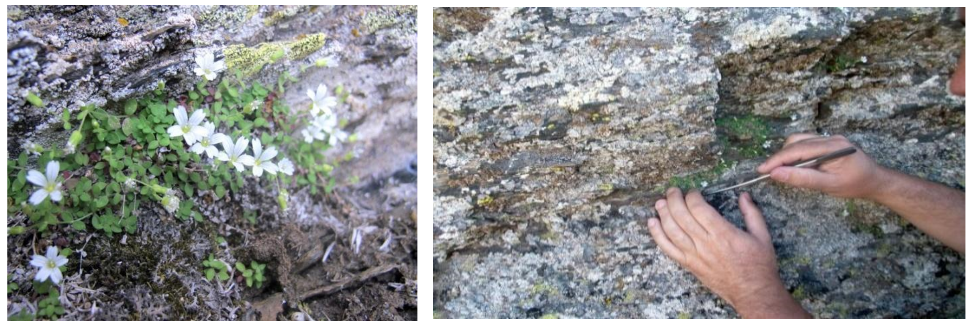 Plants 11 03193 g001