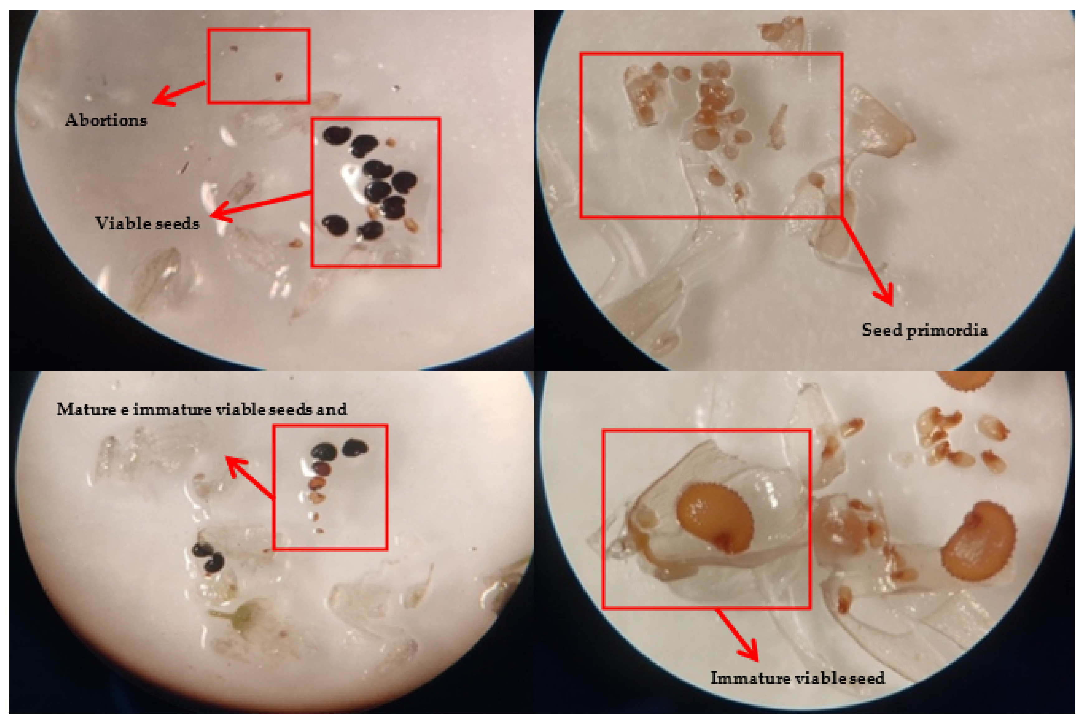 Plants 11 03193 g007