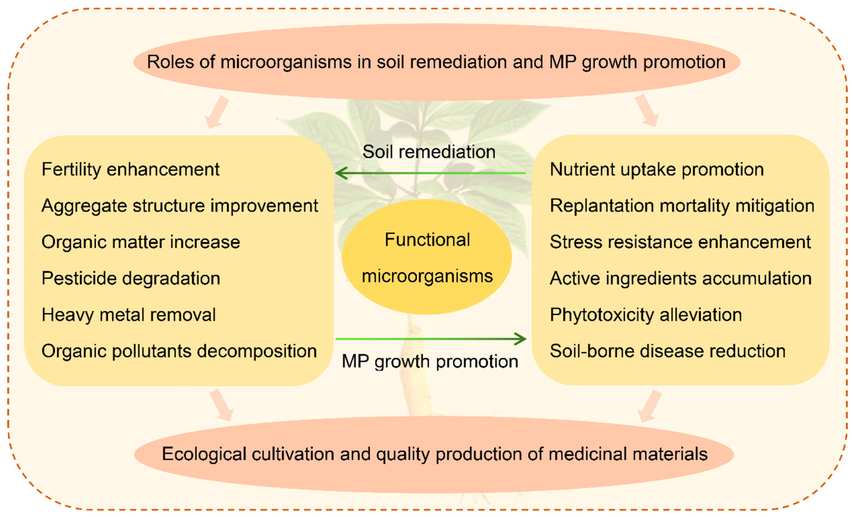 Plants 11 03200 g001