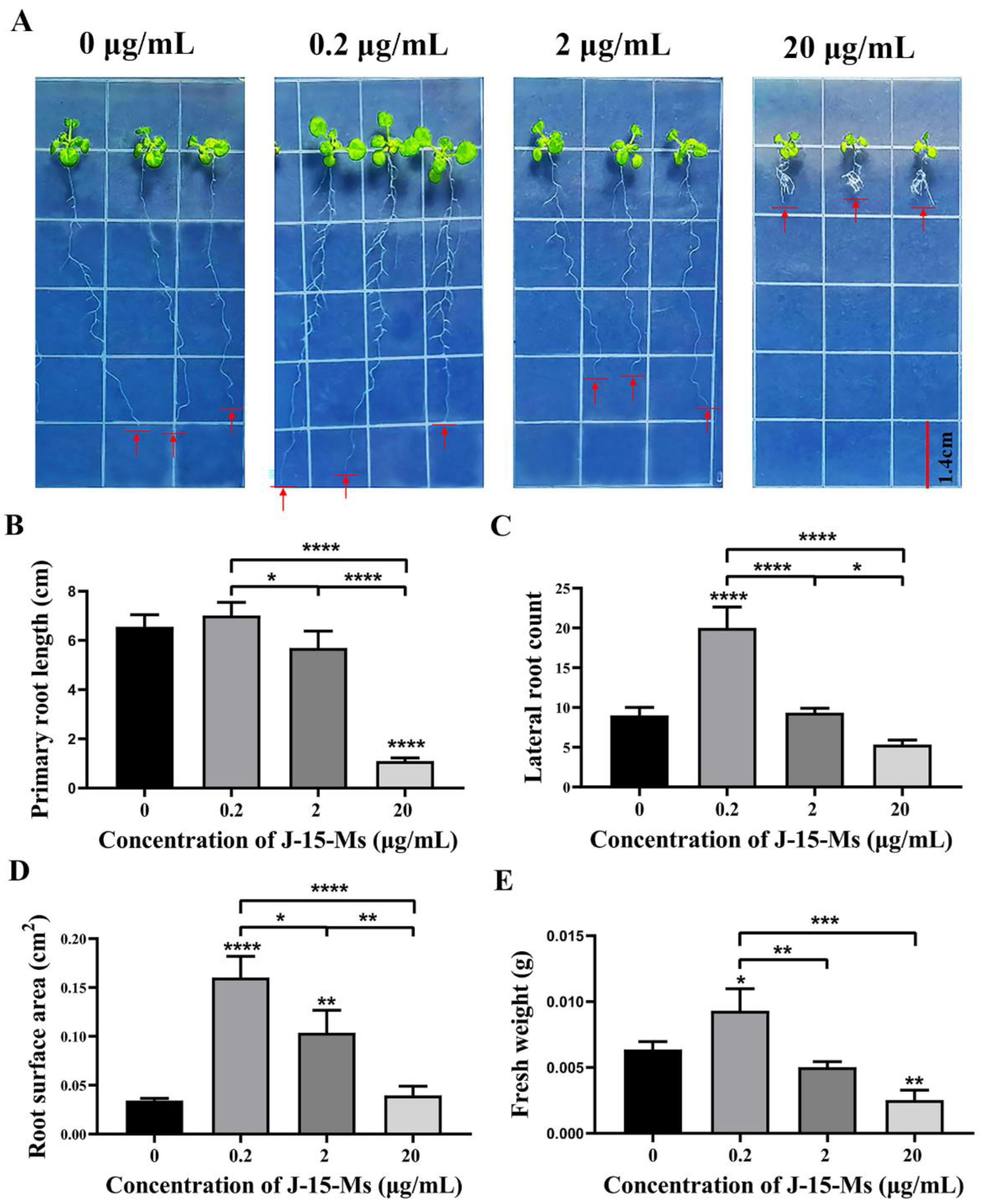 Plants 11 03205 g001 Plants 11 03205 g001