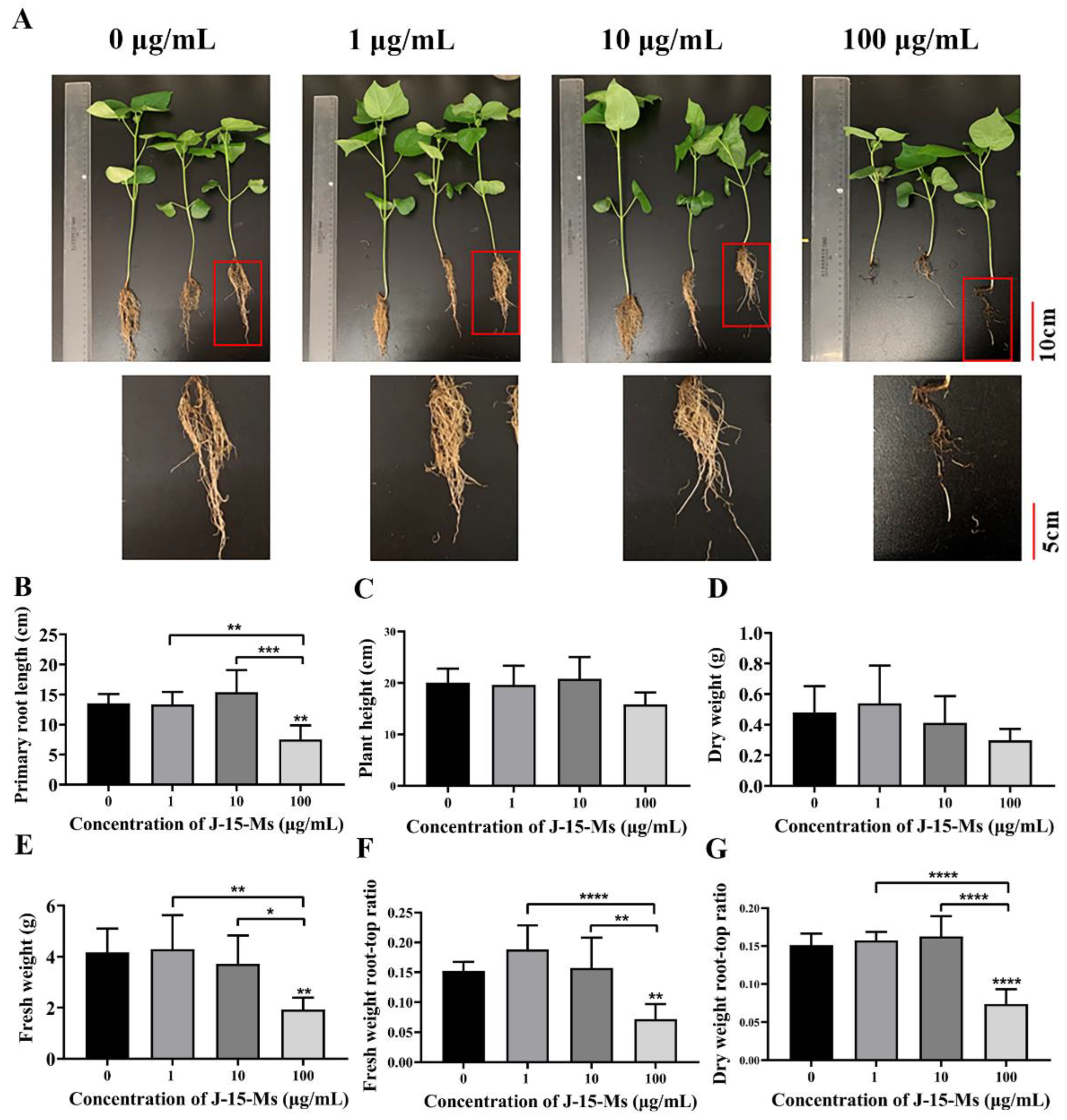 Plants 11 03205 g002 Plants 11 03205 g002