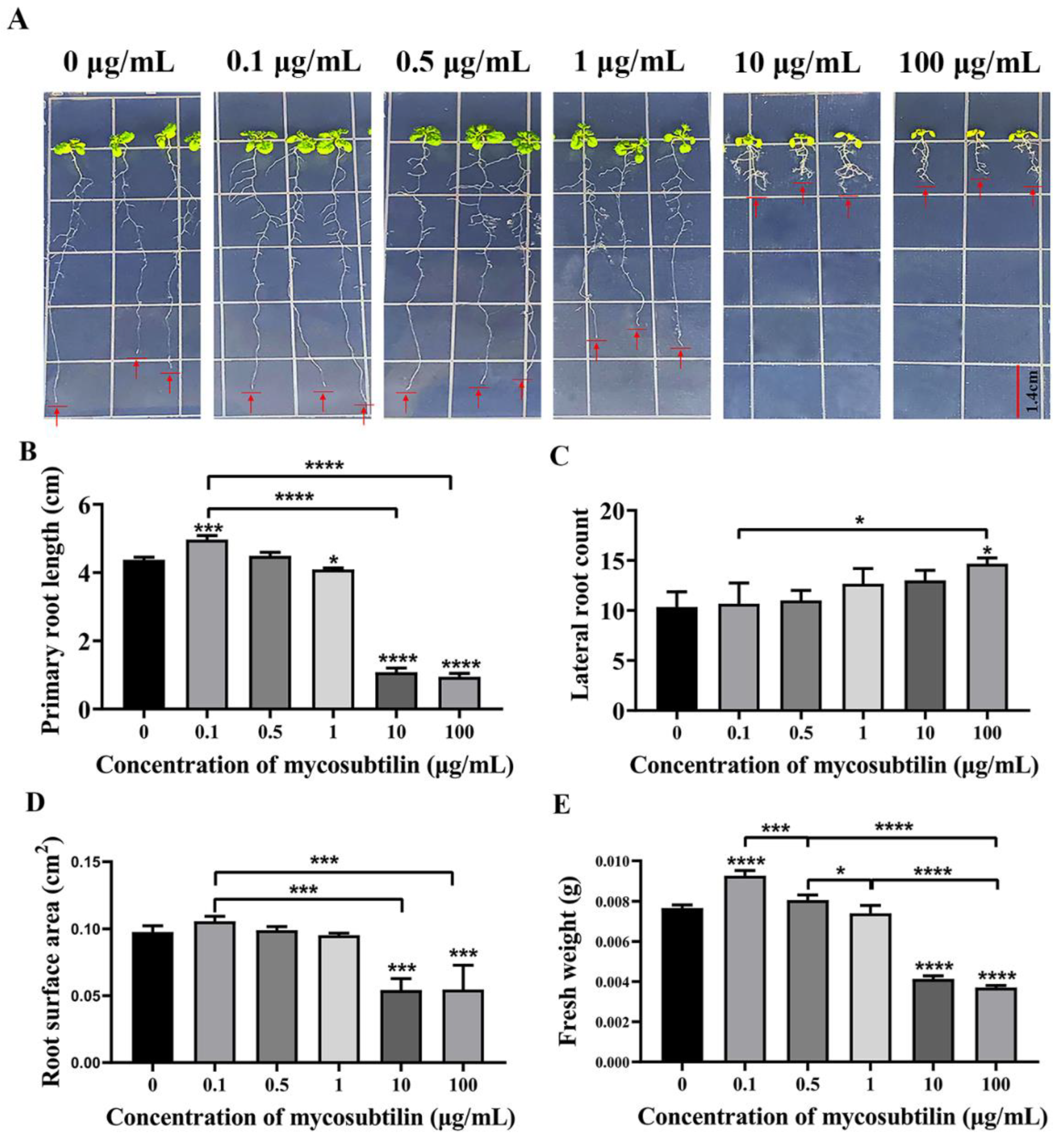 Plants 11 03205 g005 Plants 11 03205 g005