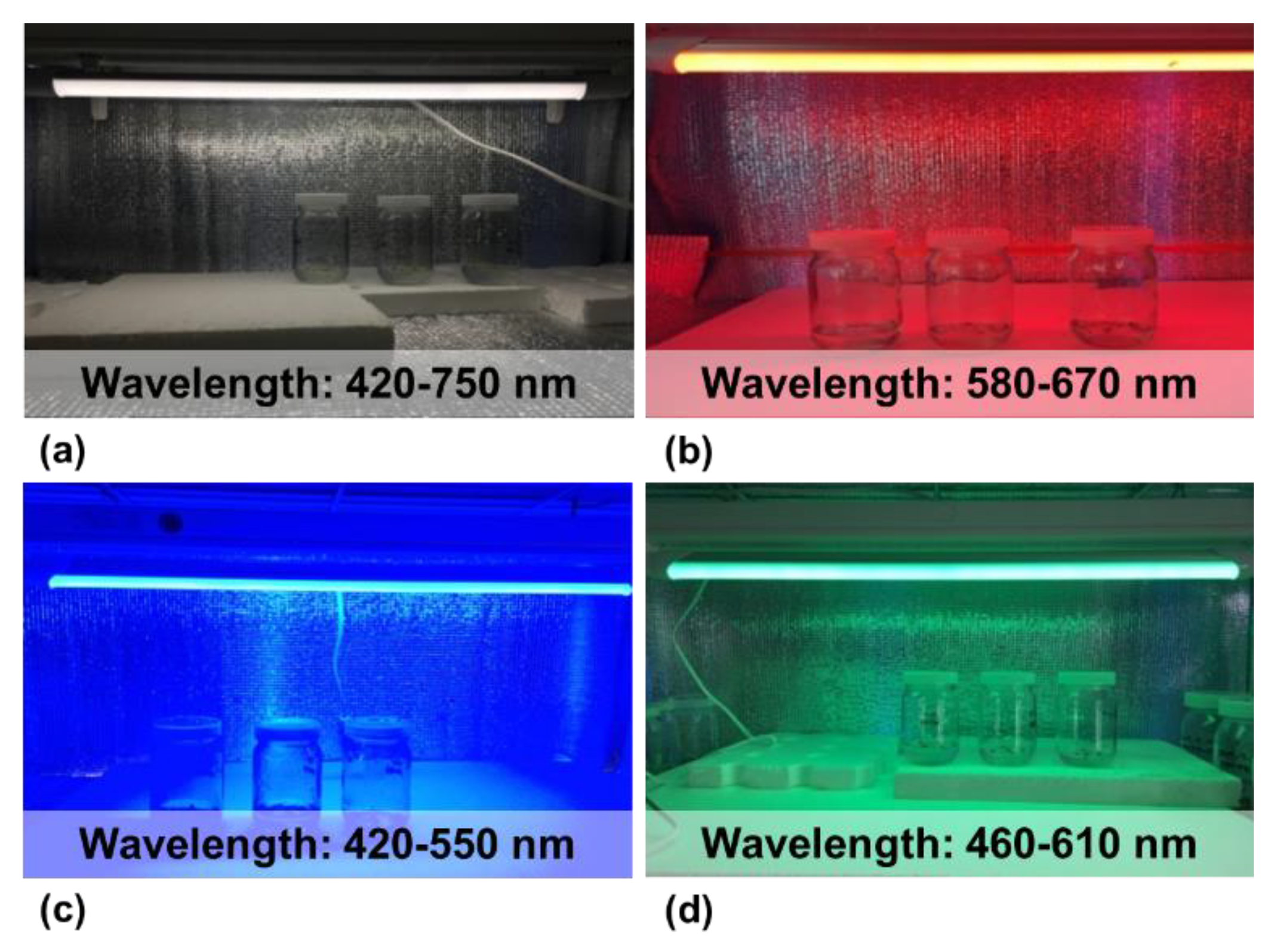 Plants 11 03208 g001
