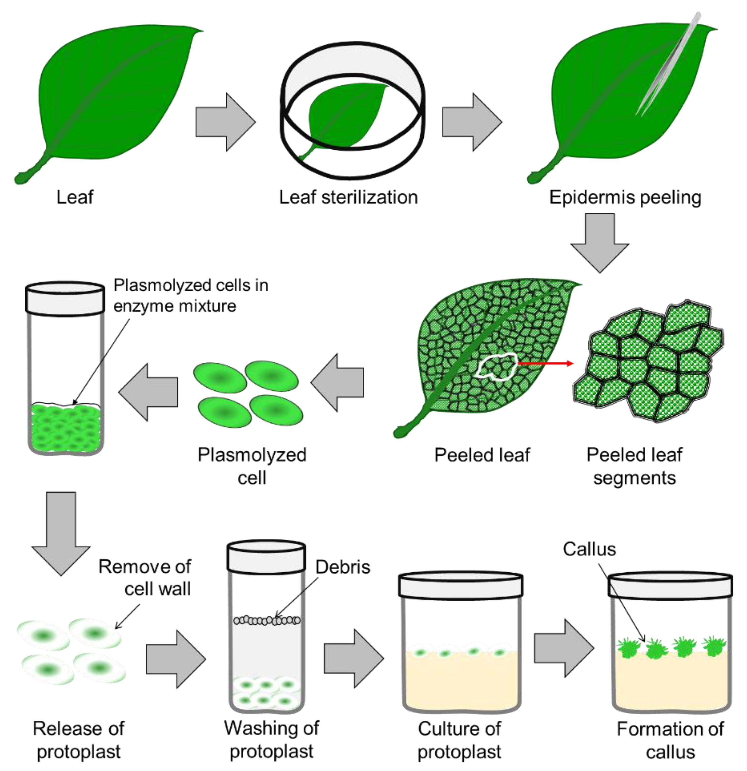 Plants 11 03208 g002