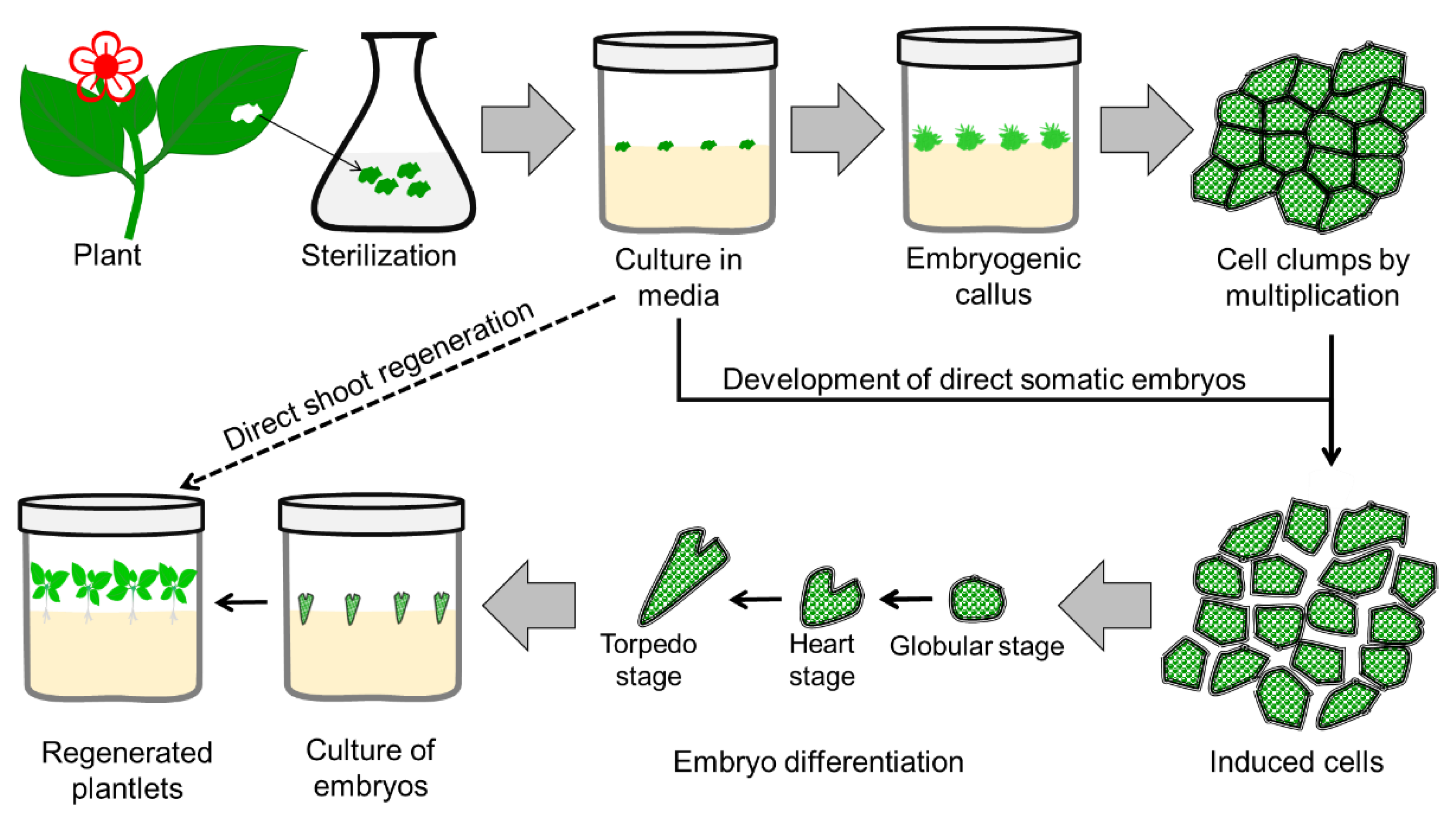 Plants 11 03208 g003