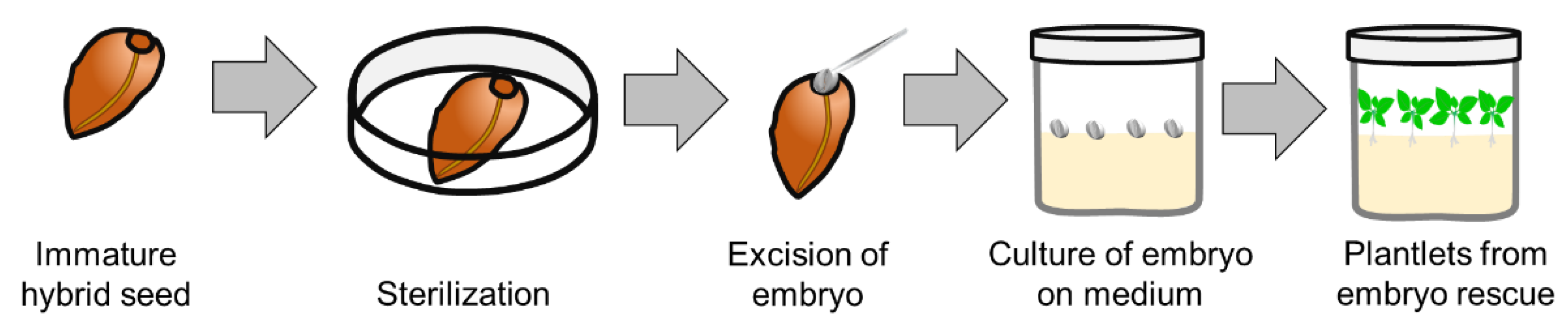 Plants 11 03208 g004