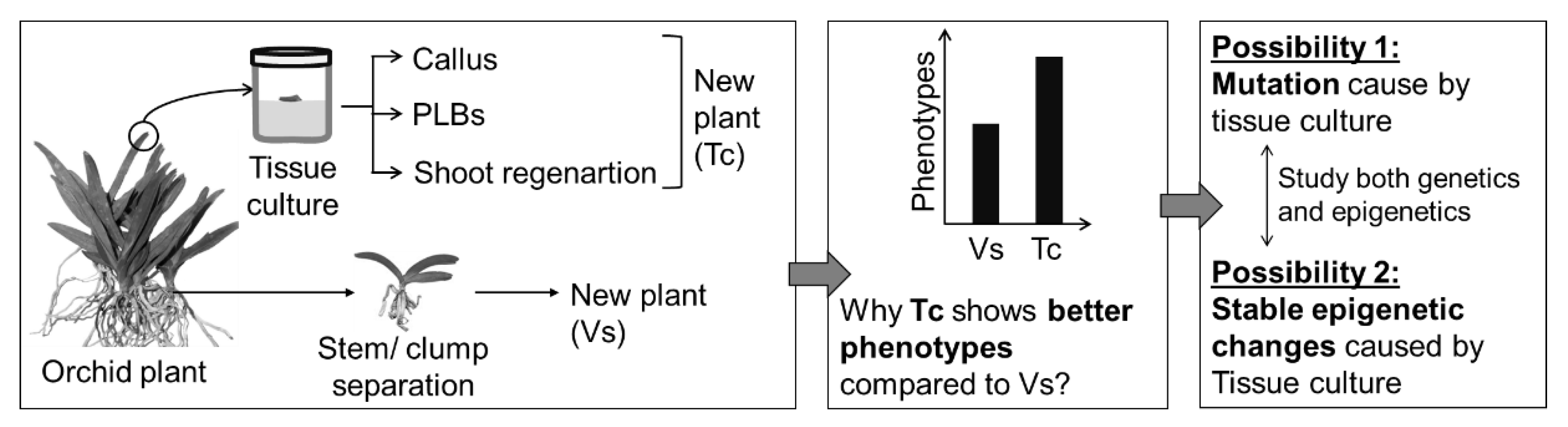 Plants 11 03208 g008