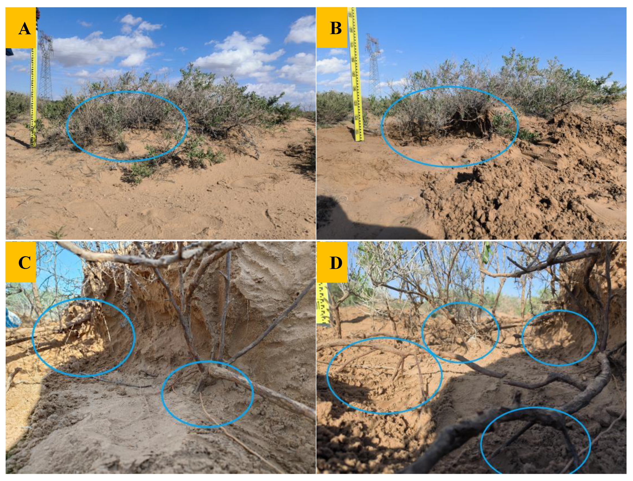 Plants 11 03218 g006 Plants 11 03218 g006