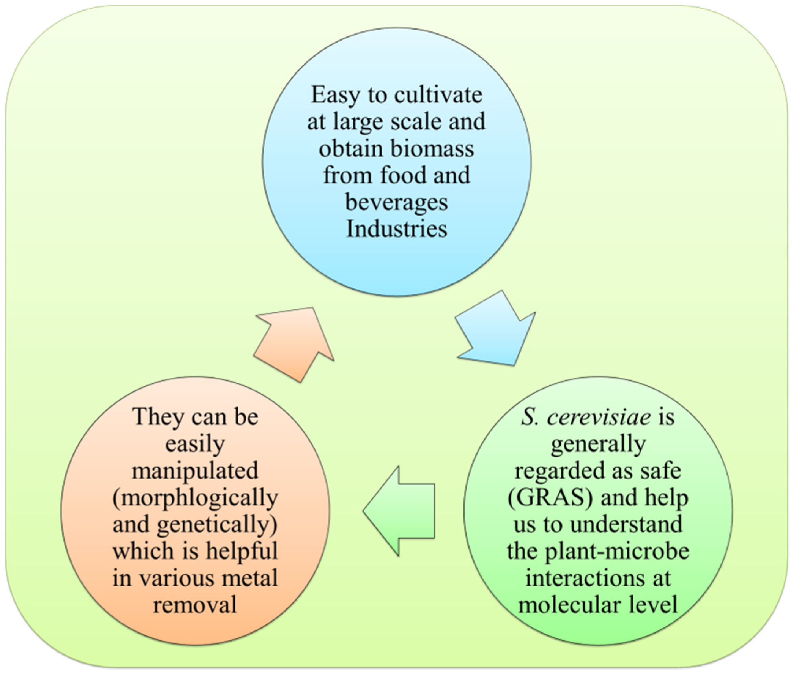 Plants 11 03220 g004