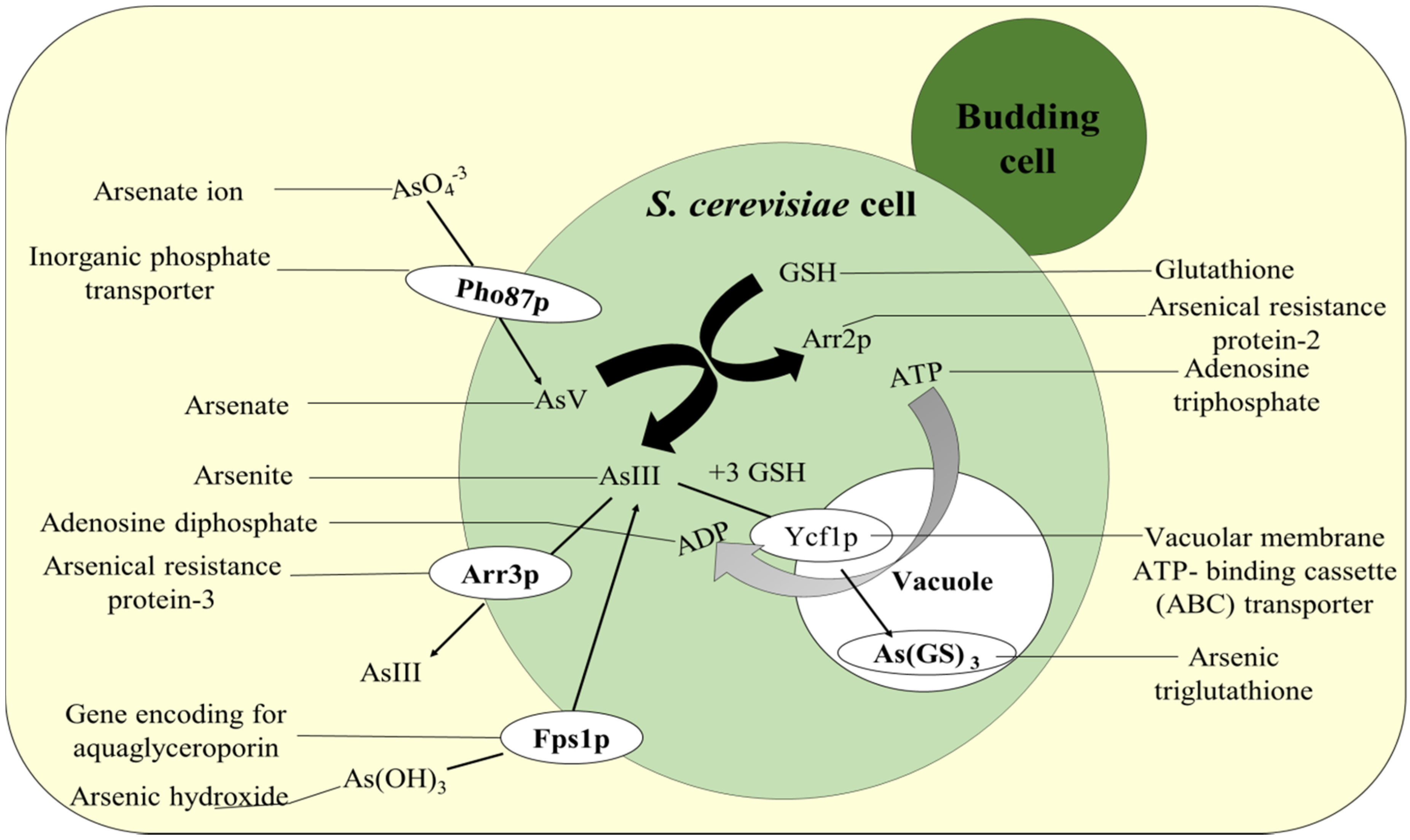 Plants 11 03220 g005