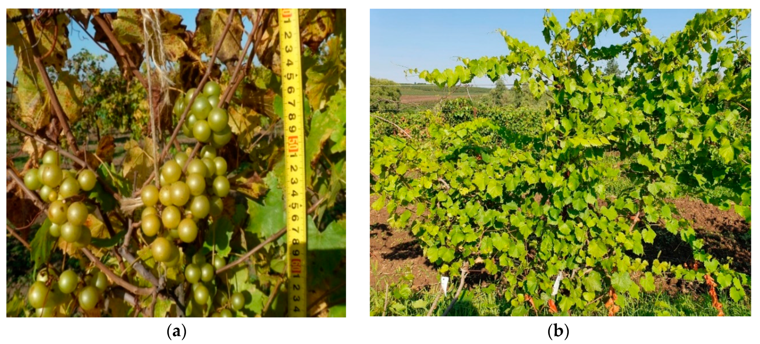 Plants 11 03231 g001