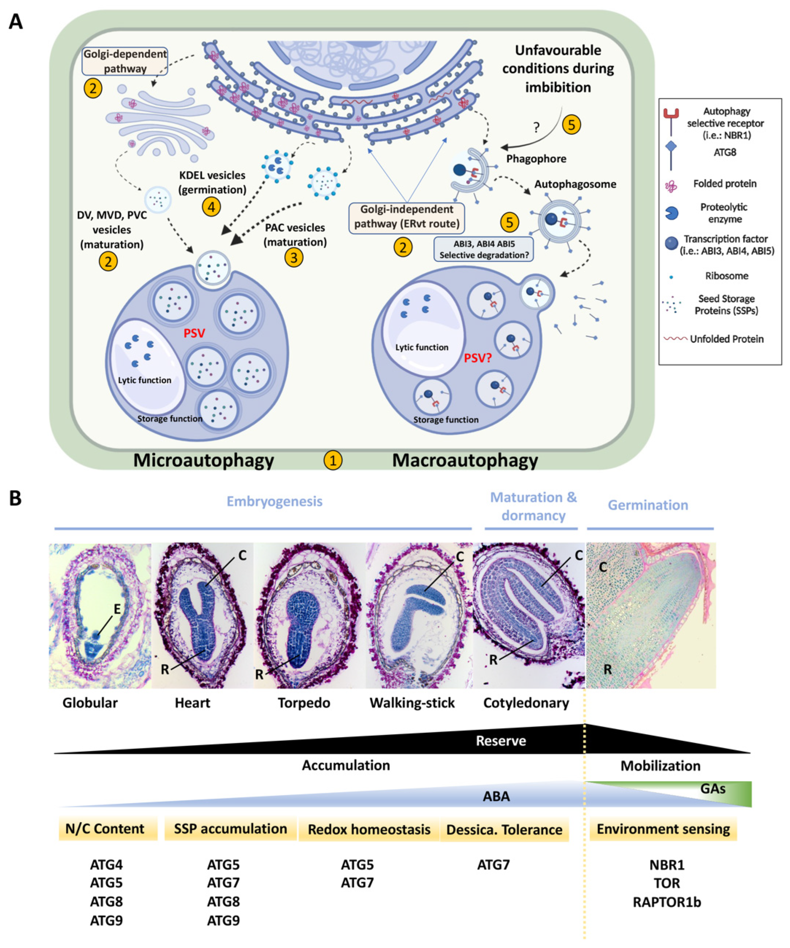 Plants 11 03247 g001