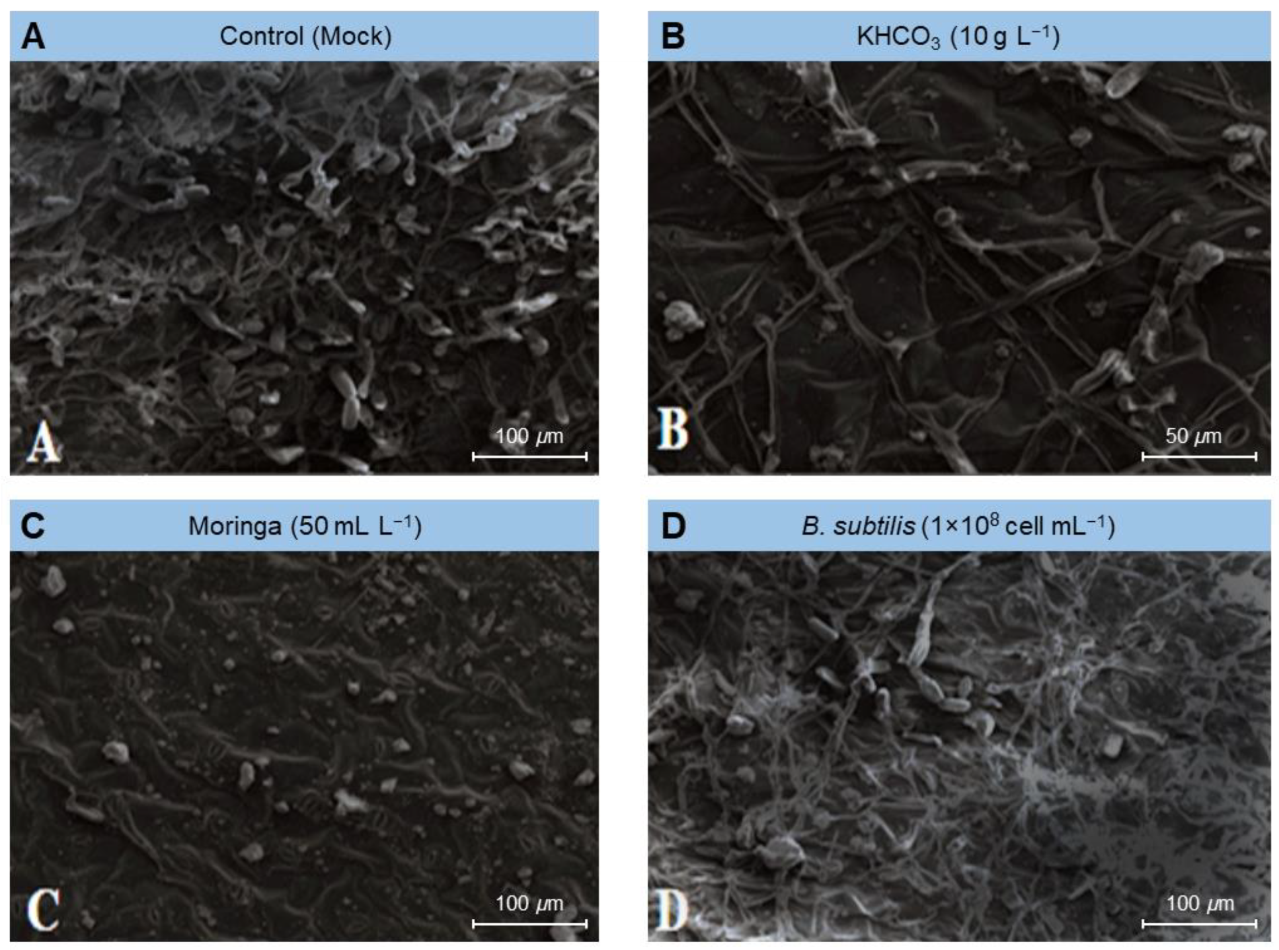 Plants 11 03258 g004