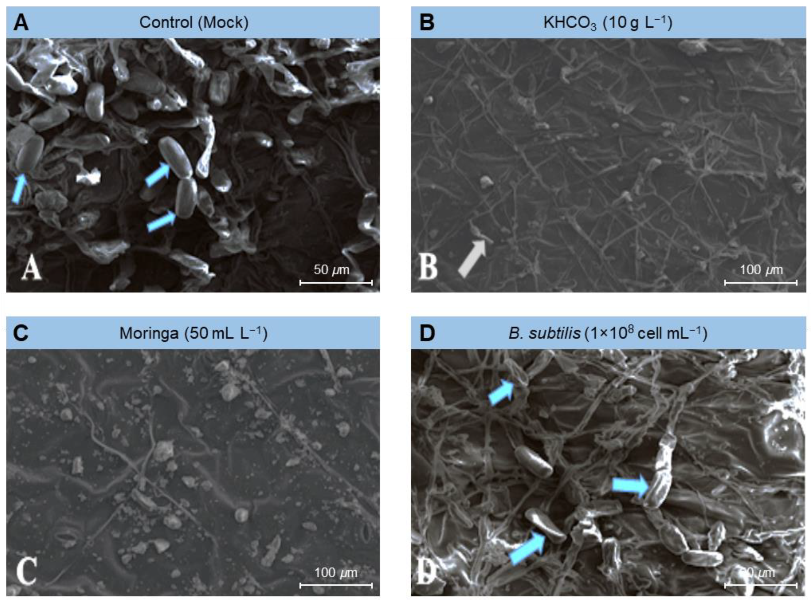 Plants 11 03258 g005