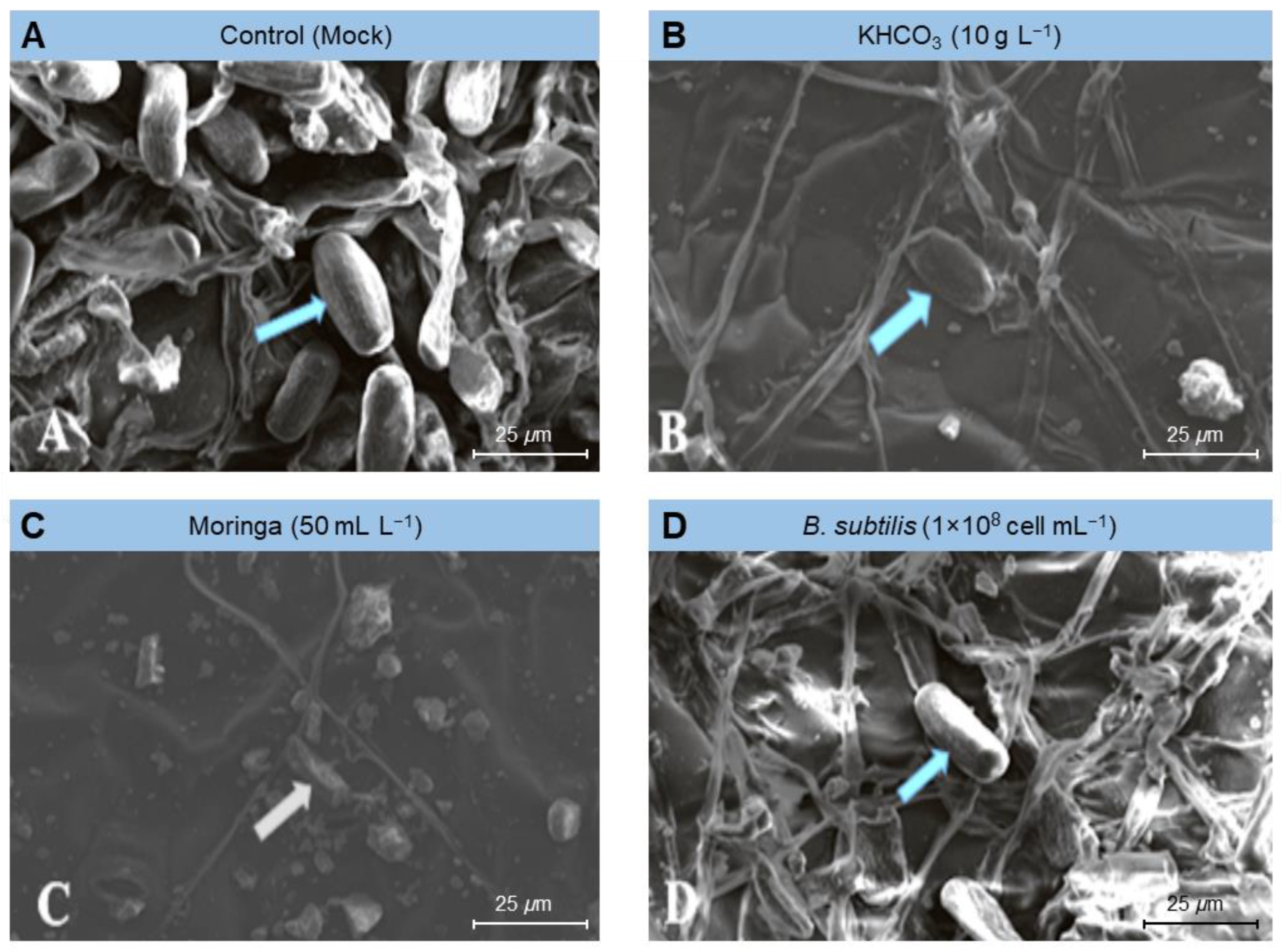 Plants 11 03258 g006
