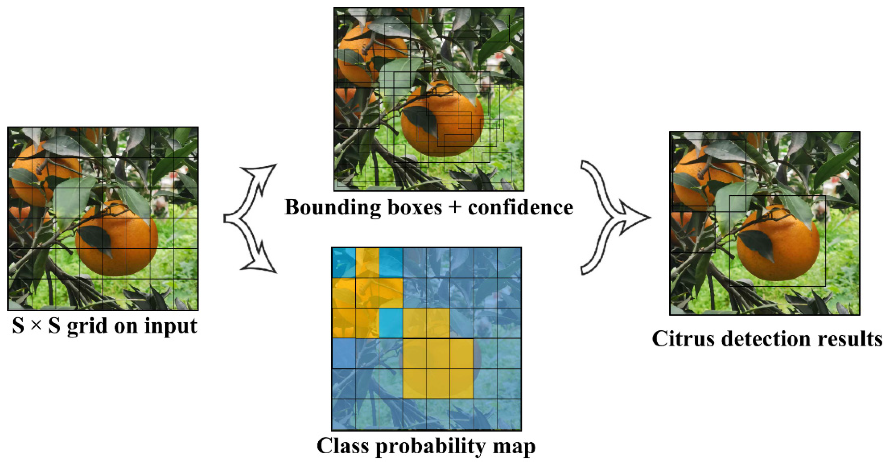 Plants 11 03260 g001