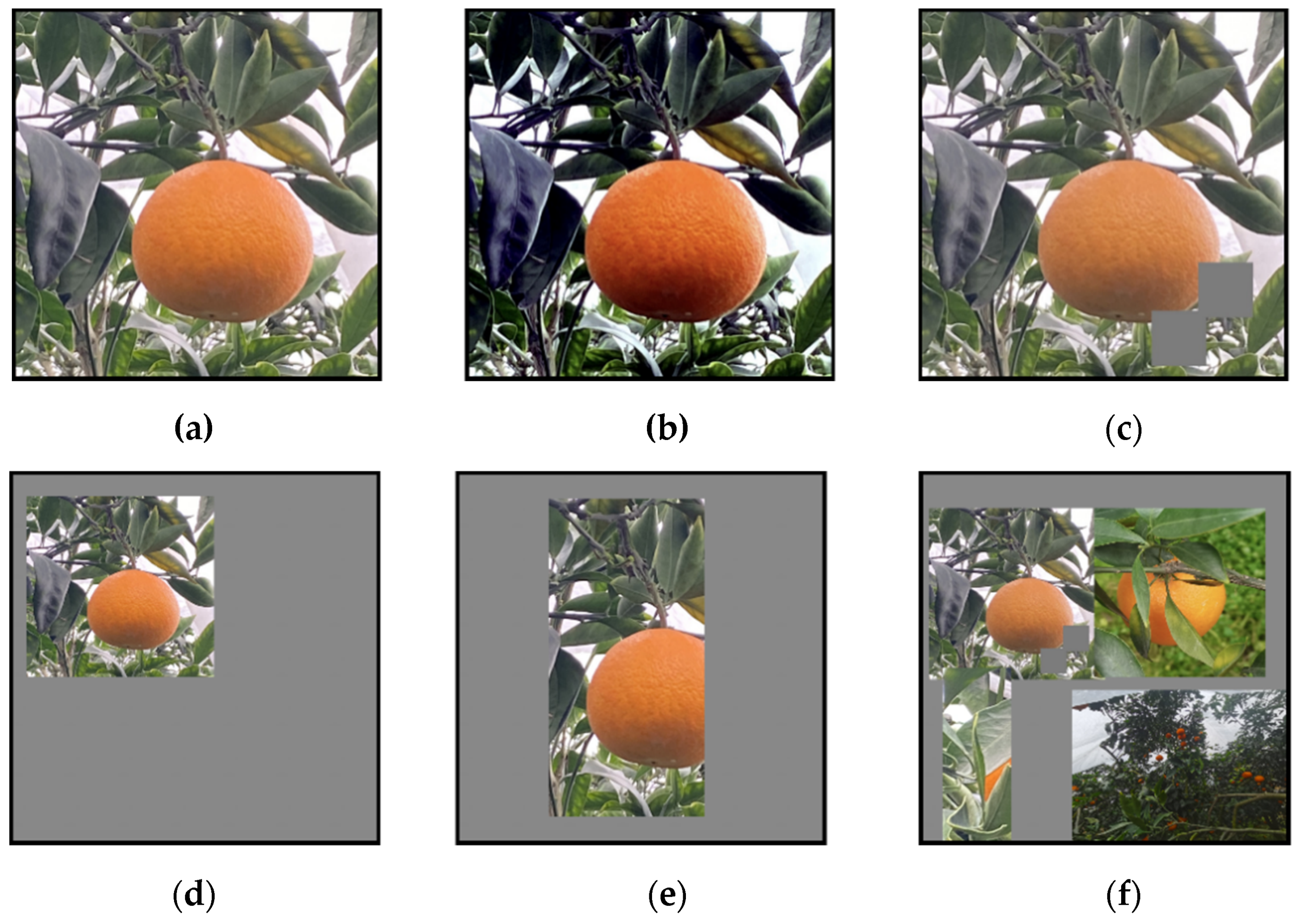 Plants 11 03260 g005