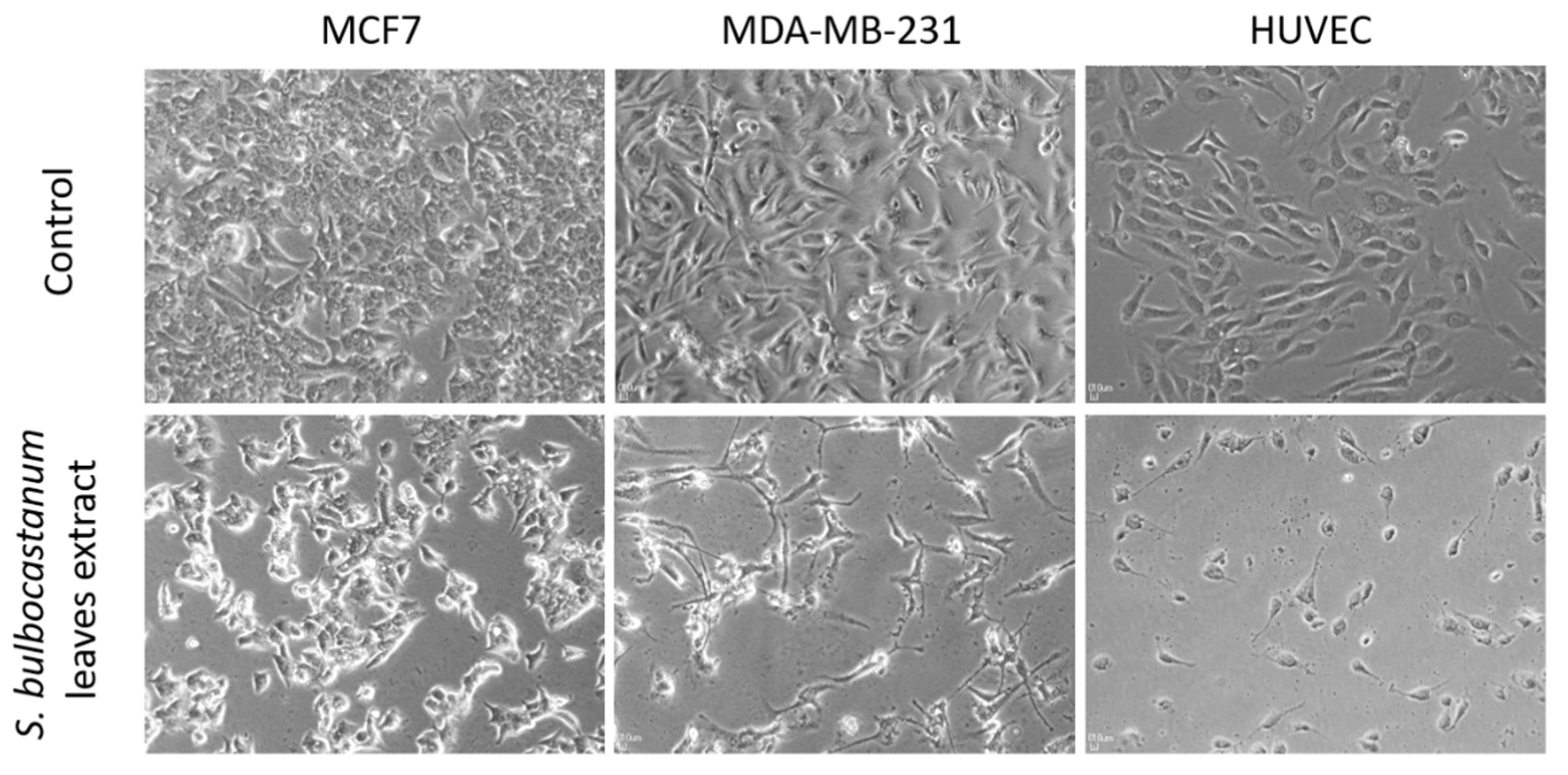 Plants 11 03262 g003