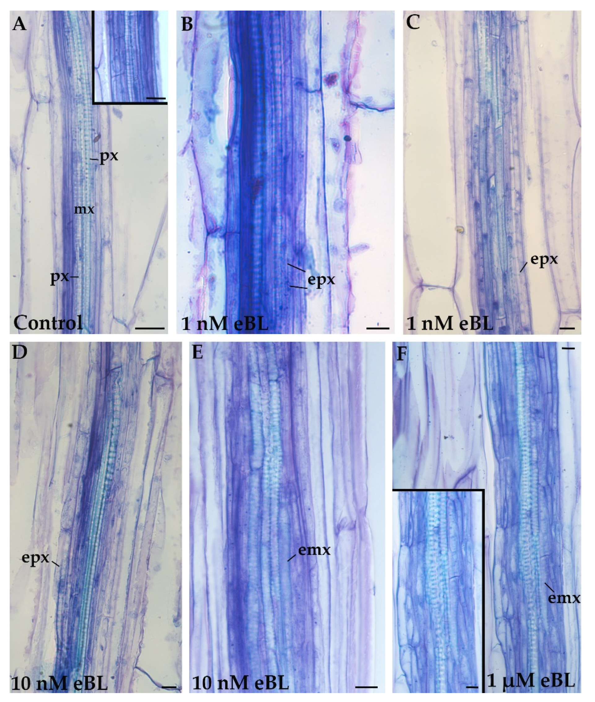 Plants 11 03278 g002